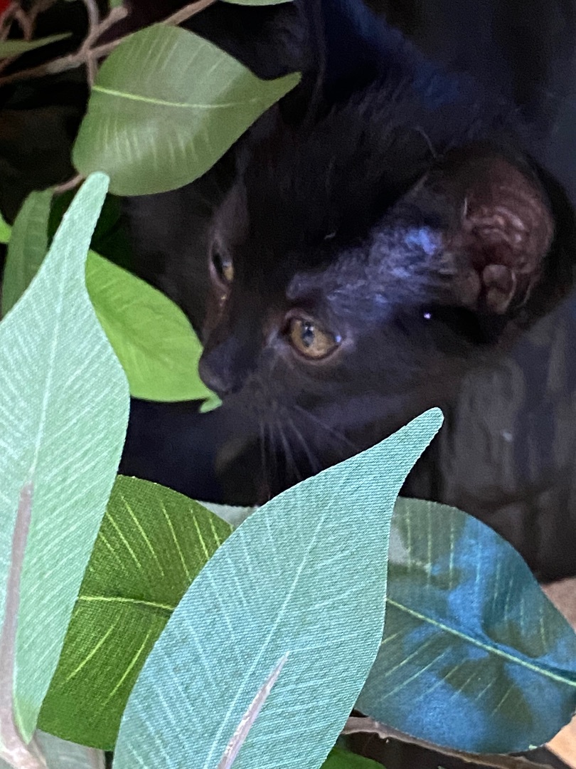 Zelda, a Adopted mixed breed in Lebanon, KY image 3/4