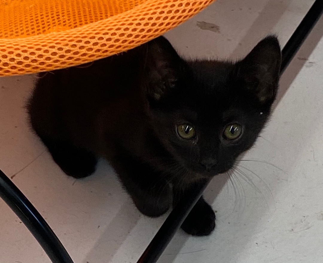 Zelda, a Adopted mixed breed in Lebanon, KY image 4/4