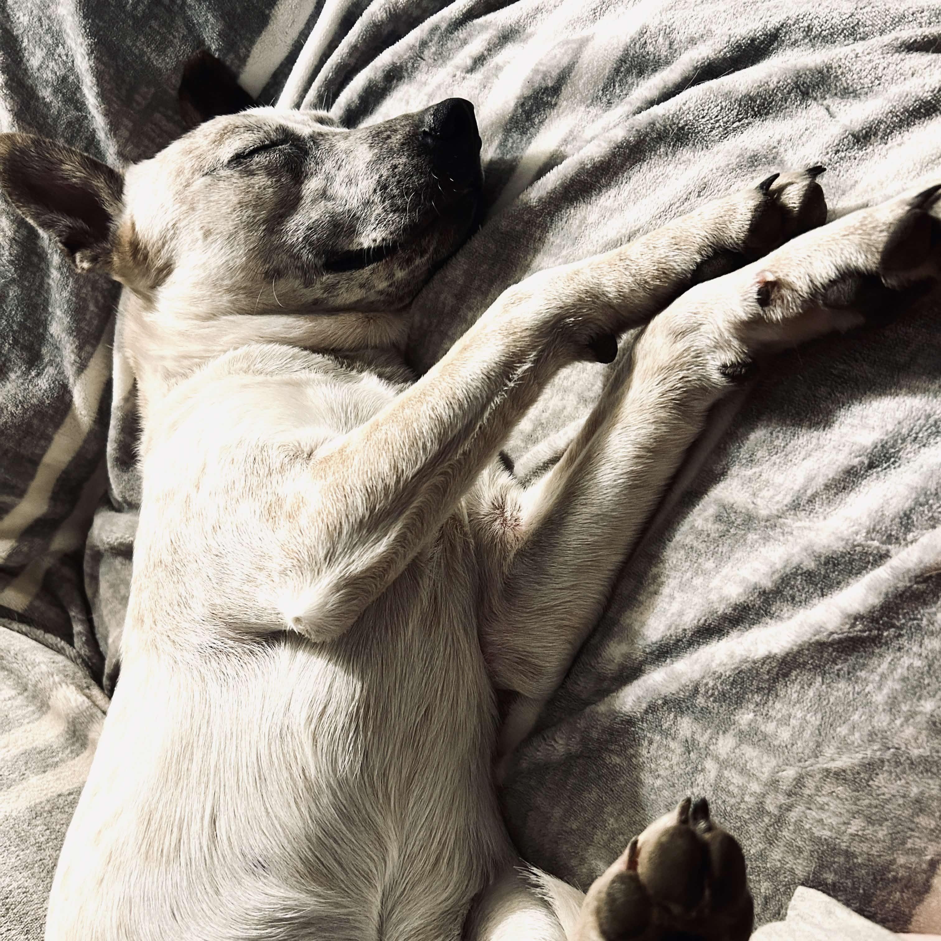 Enlarge minnie pearl, a Adoptable mixed breed in Austin, TX image 4/6