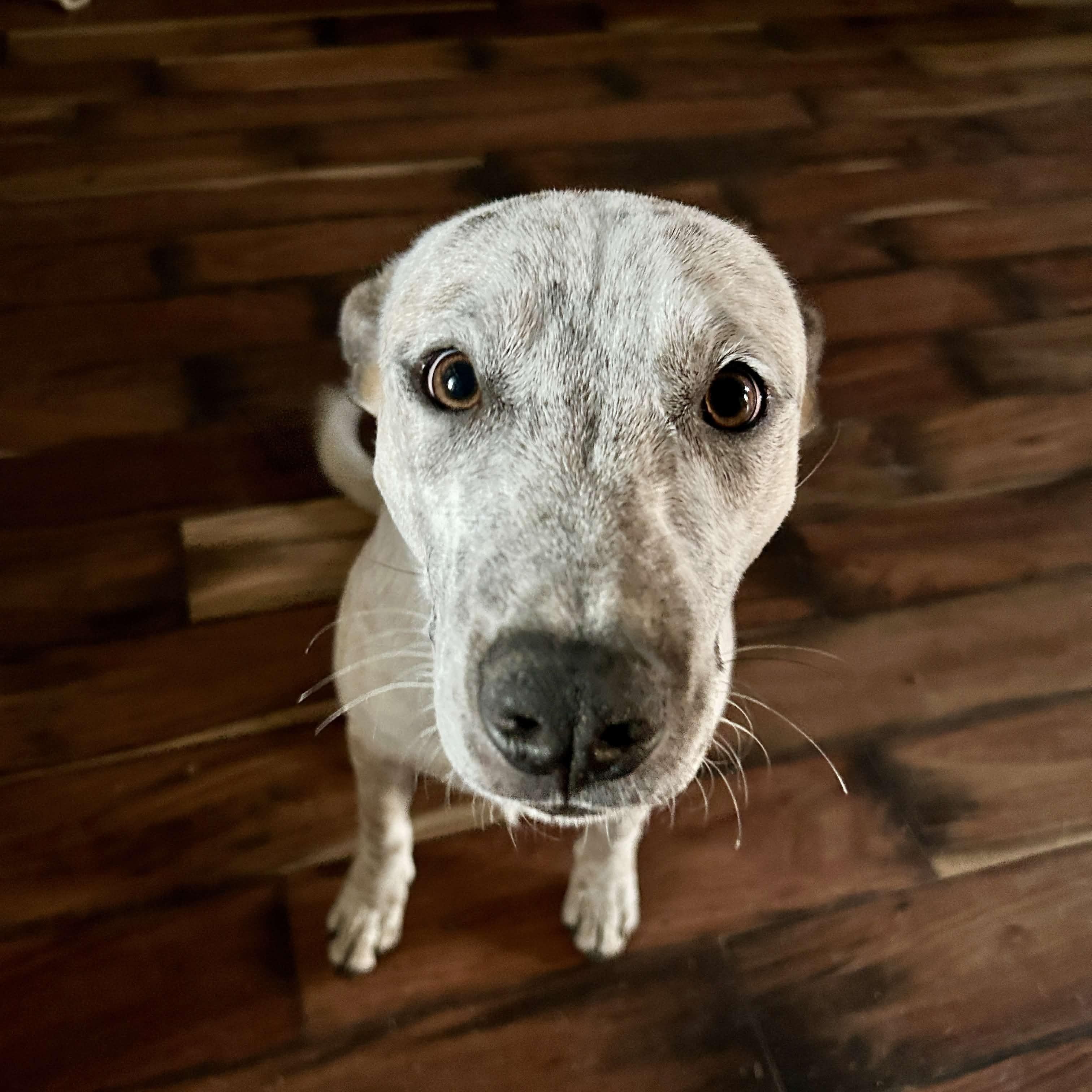 Enlarge minnie pearl, a Adoptable mixed breed in Austin, TX image 2/6