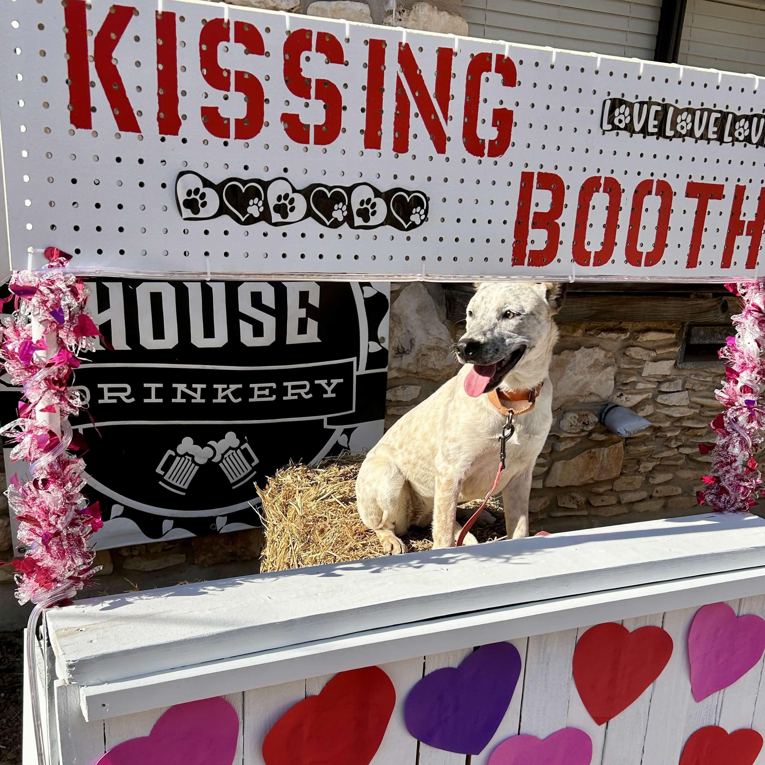 Enlarge minnie pearl, a Adoptable mixed breed in Austin, TX image 3/6