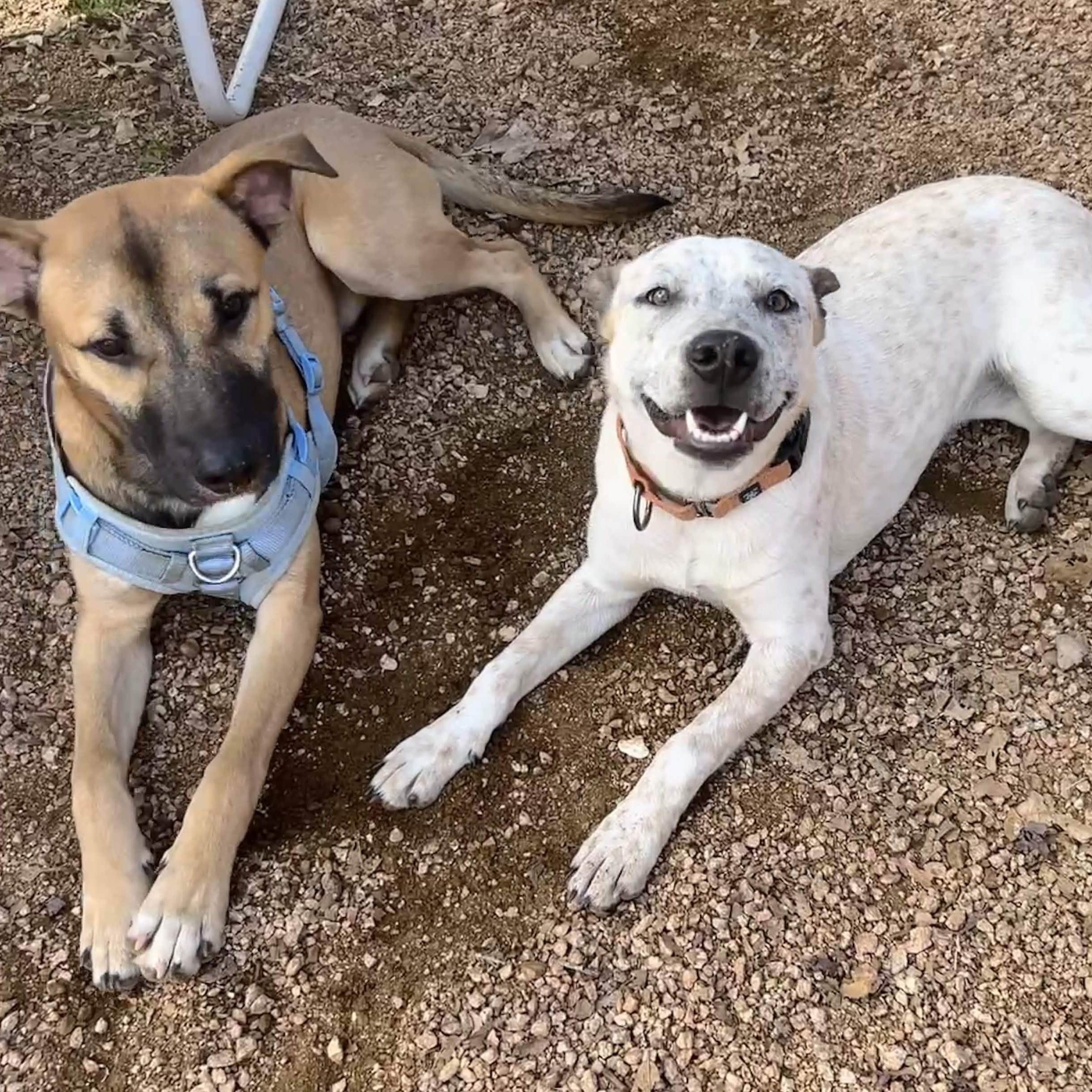 Enlarge minnie pearl, a Adoptable mixed breed in Austin, TX image 5/6