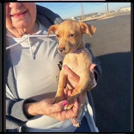 AdriaAvailable 10/23, Adoptable, Puppy Female Chihuahua.
