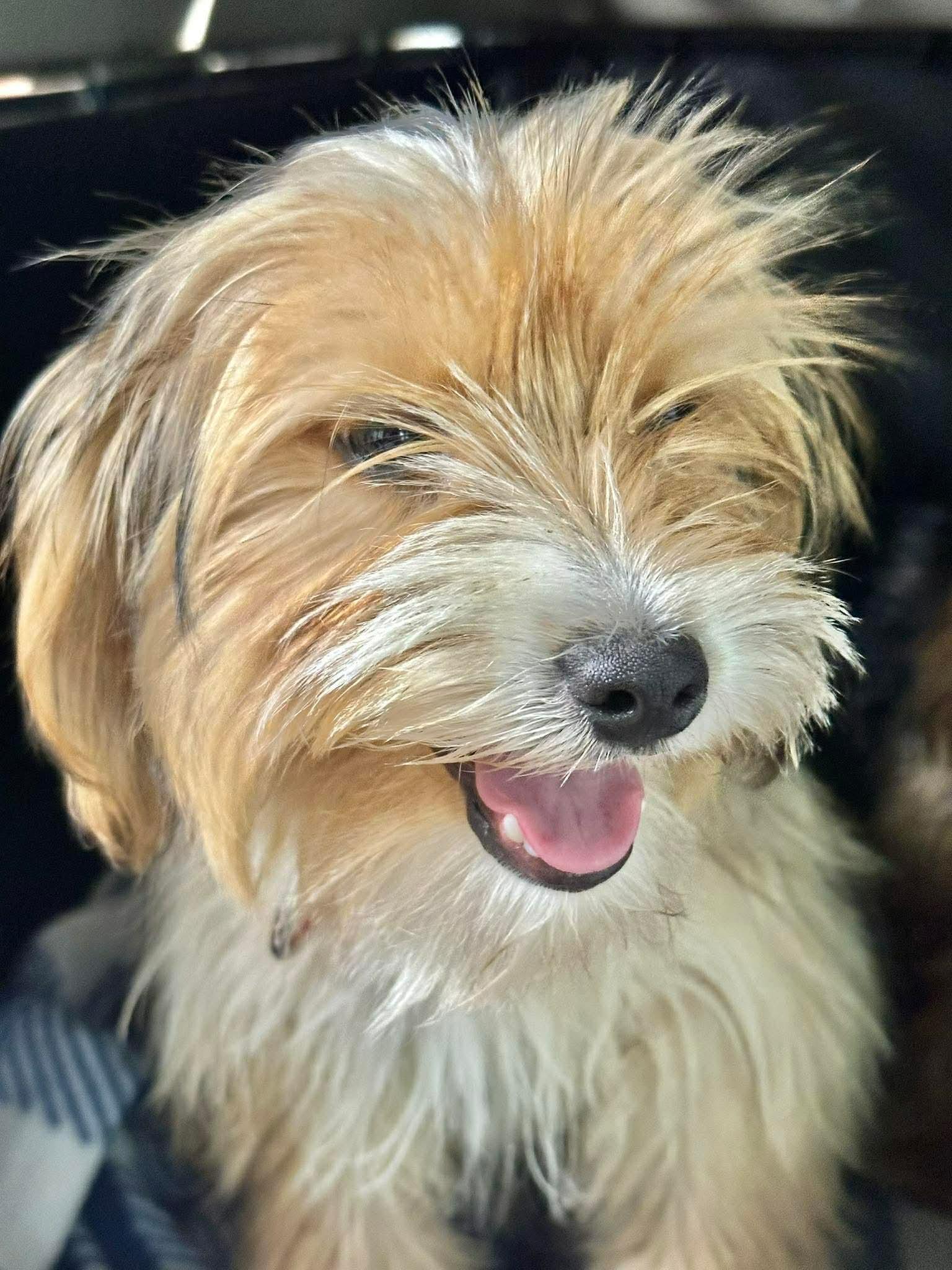 Sonny EG in RI Marzec $699, Adopted, Puppy Male Yorkshire Terrier.