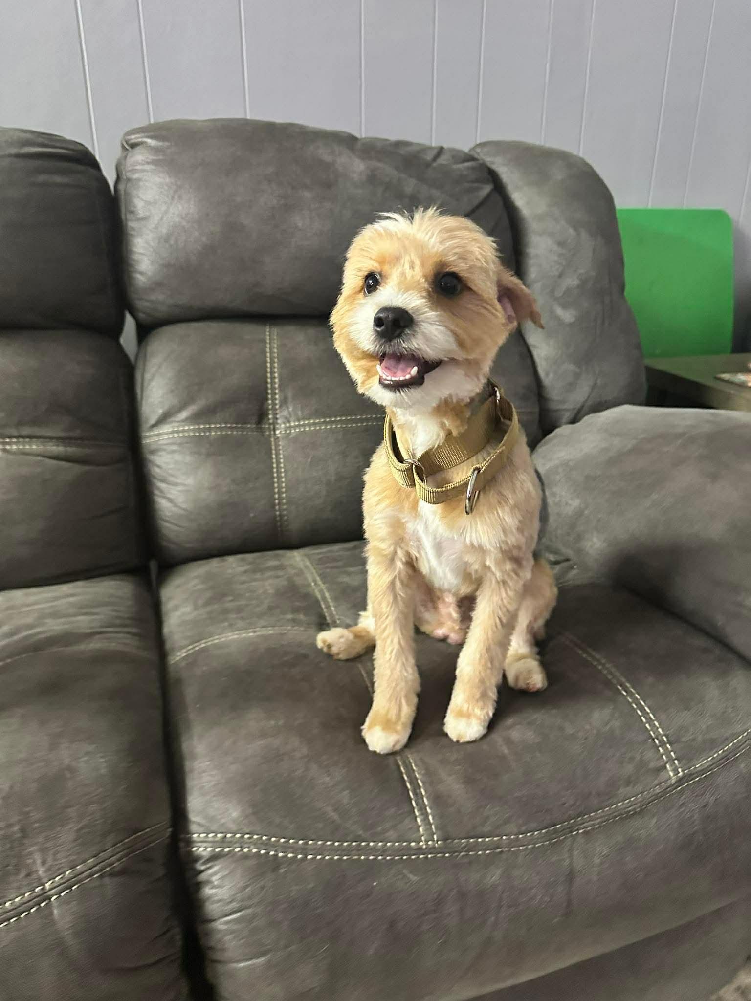 Enlarge Sonny EG in RI Marzec $699, a Adopted Yorkshire Terrier in Warwick, RI image 2/3