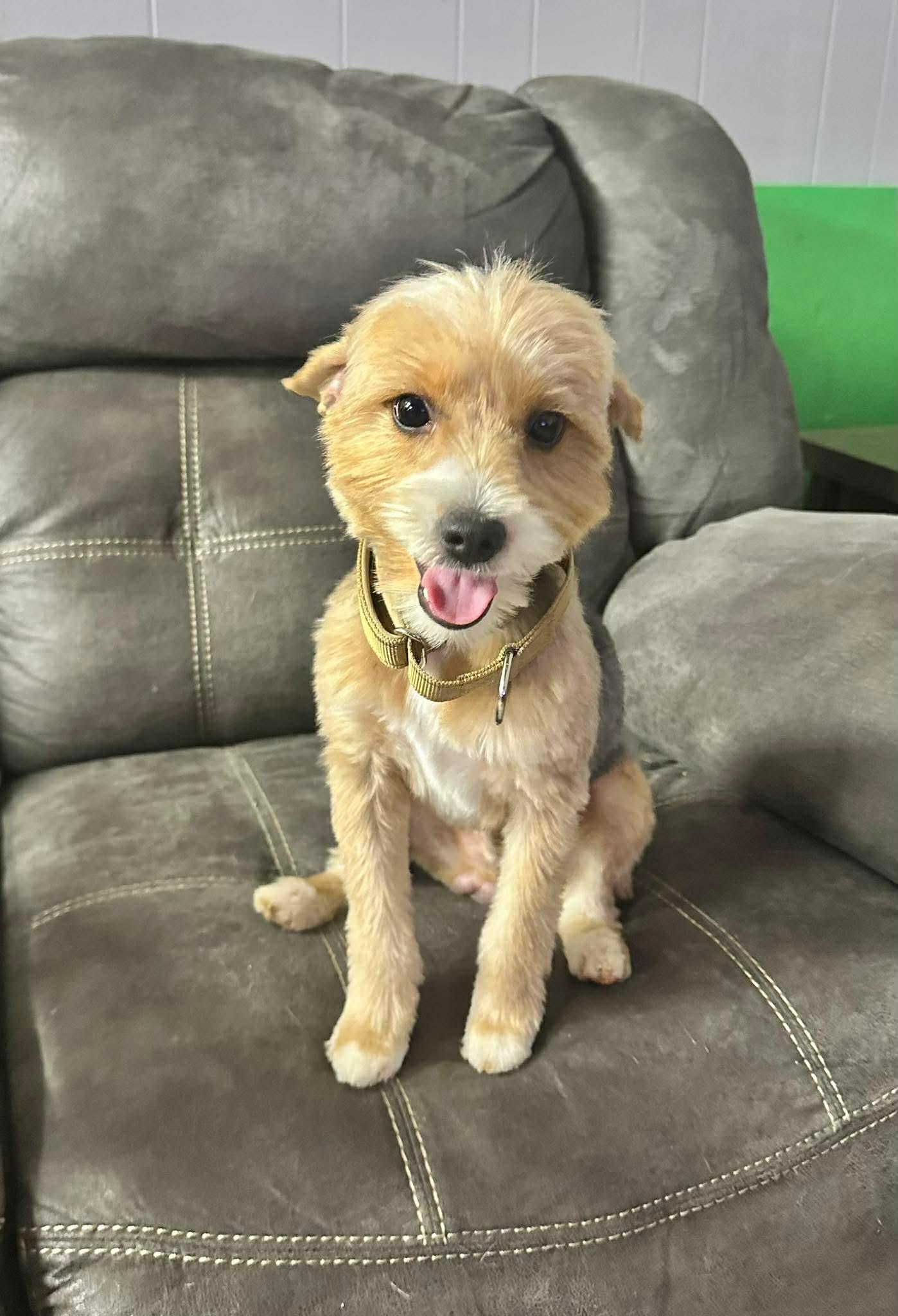 Enlarge Sonny EG in RI Marzec $699, a Adopted Yorkshire Terrier in Warwick, RI image 3/3