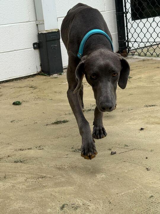 Enlarge Sammie, an adopted Weimaraner in Maidens, VA image 3/3
