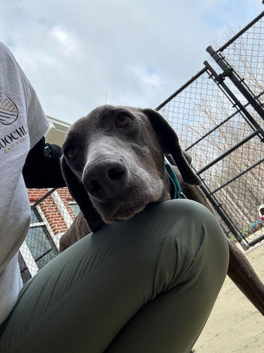 Enlarge Sammie, an adopted Weimaraner in Maidens, VA image 2/3