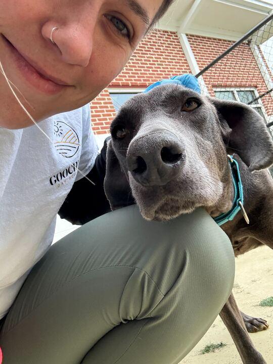 Sammie, adopted, Adult Female Weimaraner.