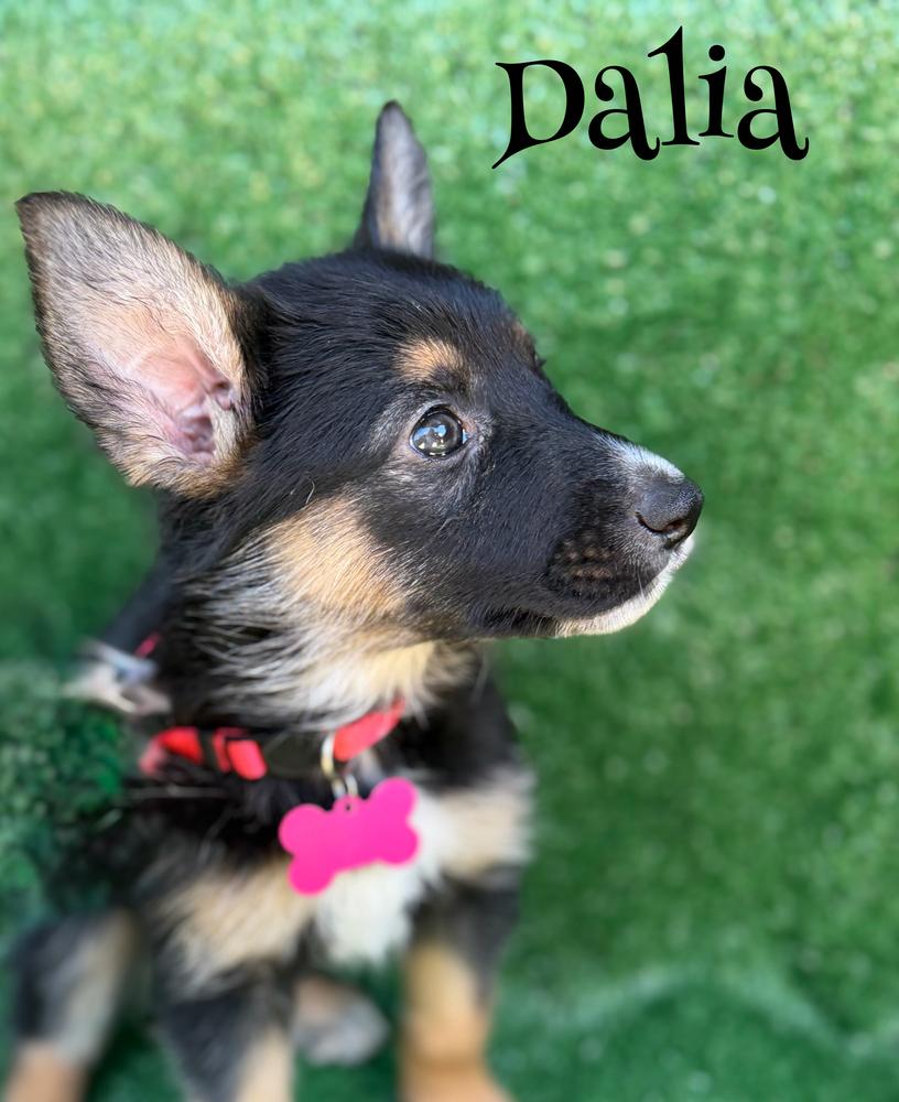 Dalia, Adoptable, Puppy Female German Shepherd Dog.