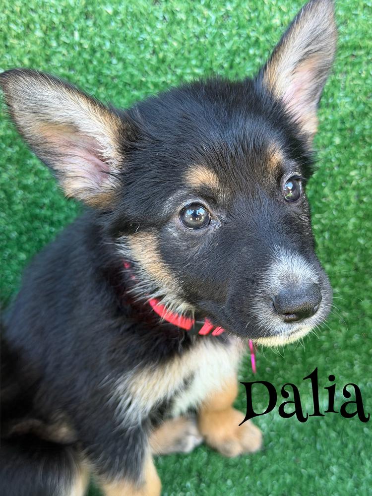 Dalia, a Adoptable mixed breed in Pleasant Hill, CA image 2/4