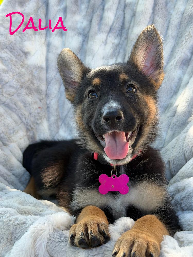Dalia, a Adoptable mixed breed in Pleasant Hill, CA image 3/4