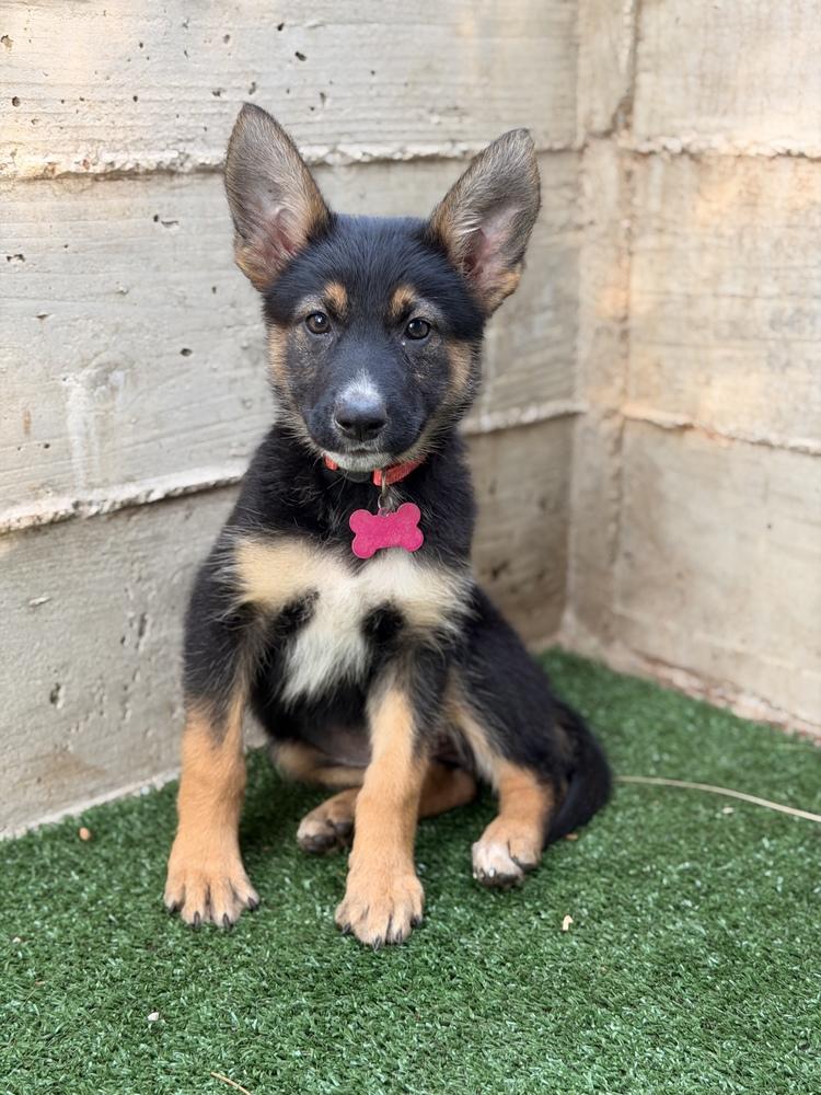 Dalia, a Adoptable mixed breed in Pleasant Hill, CA image 4/4