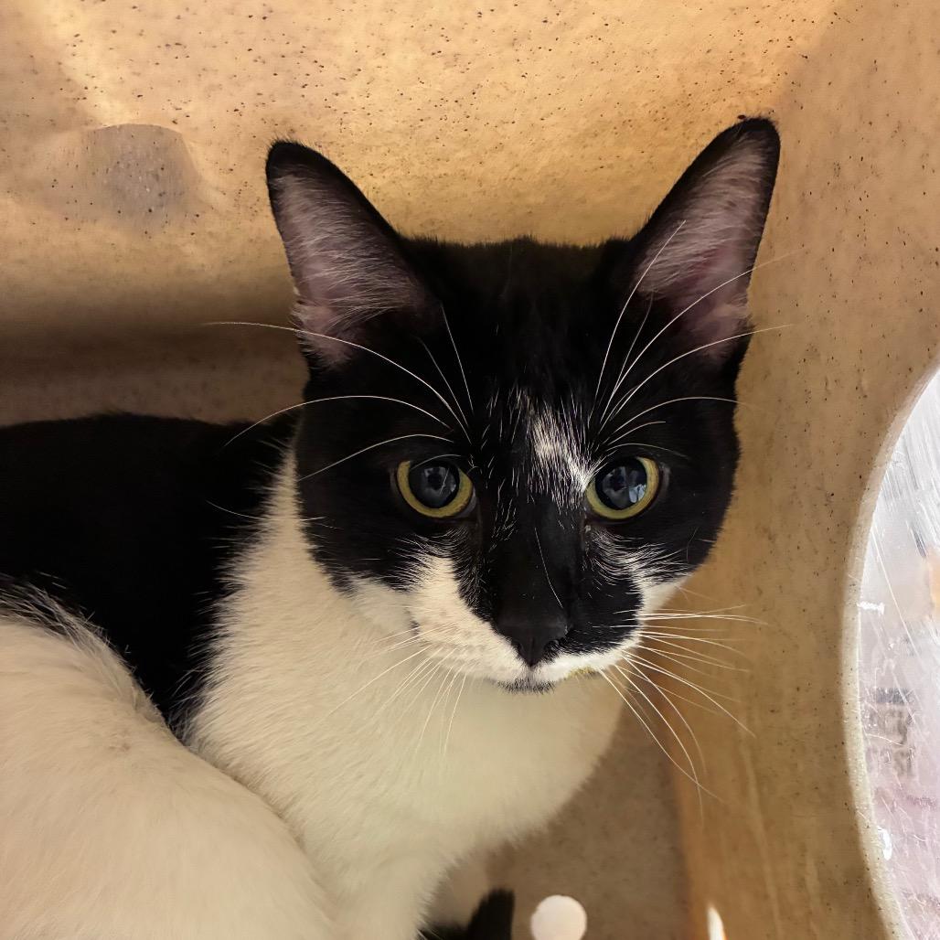 Benny, Adoptable, Adult Male Domestic Short Hair.