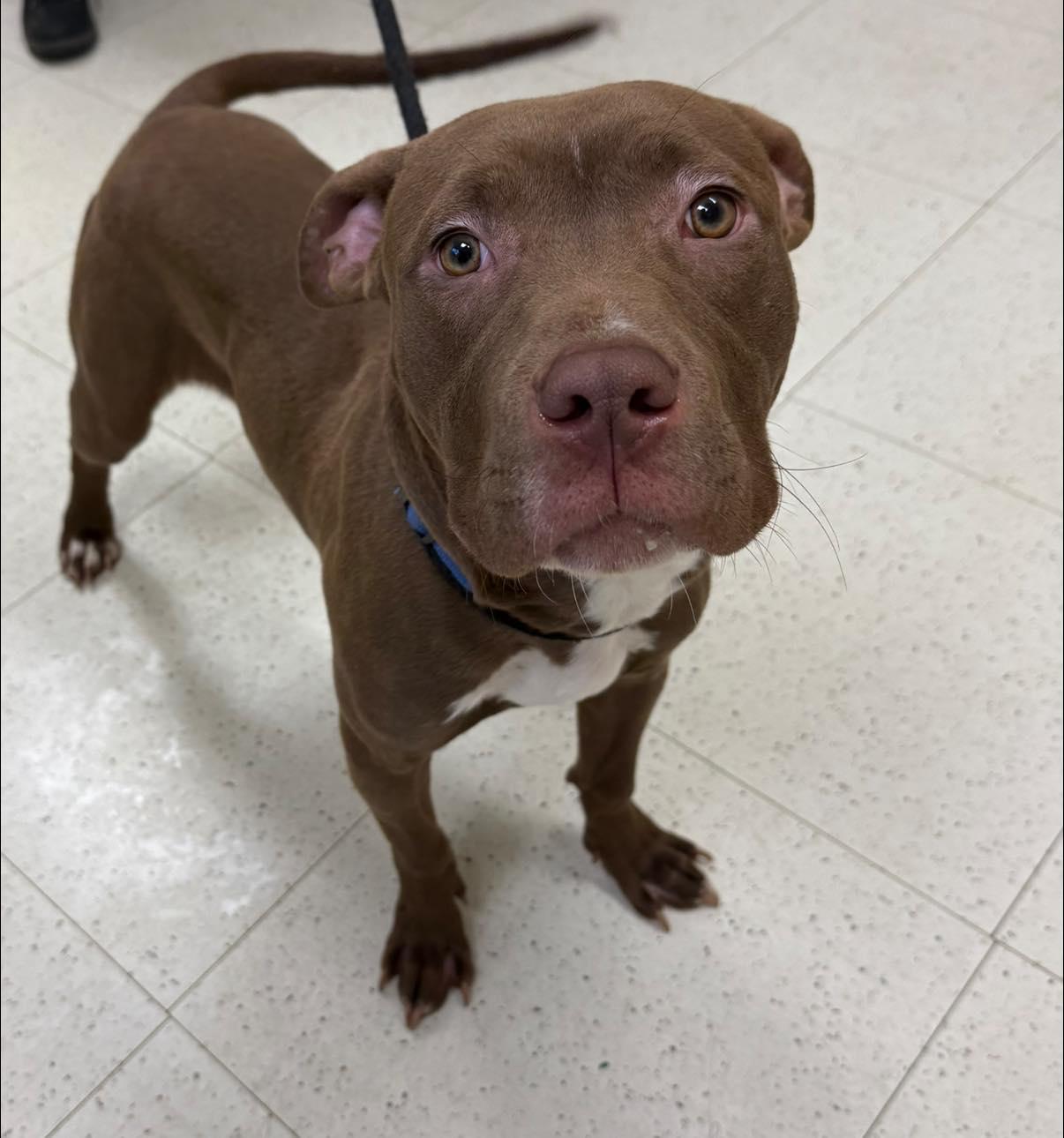 Enlarge Birch, a ADOPTABLE mixed breed in Binghamton, NY image 1/1