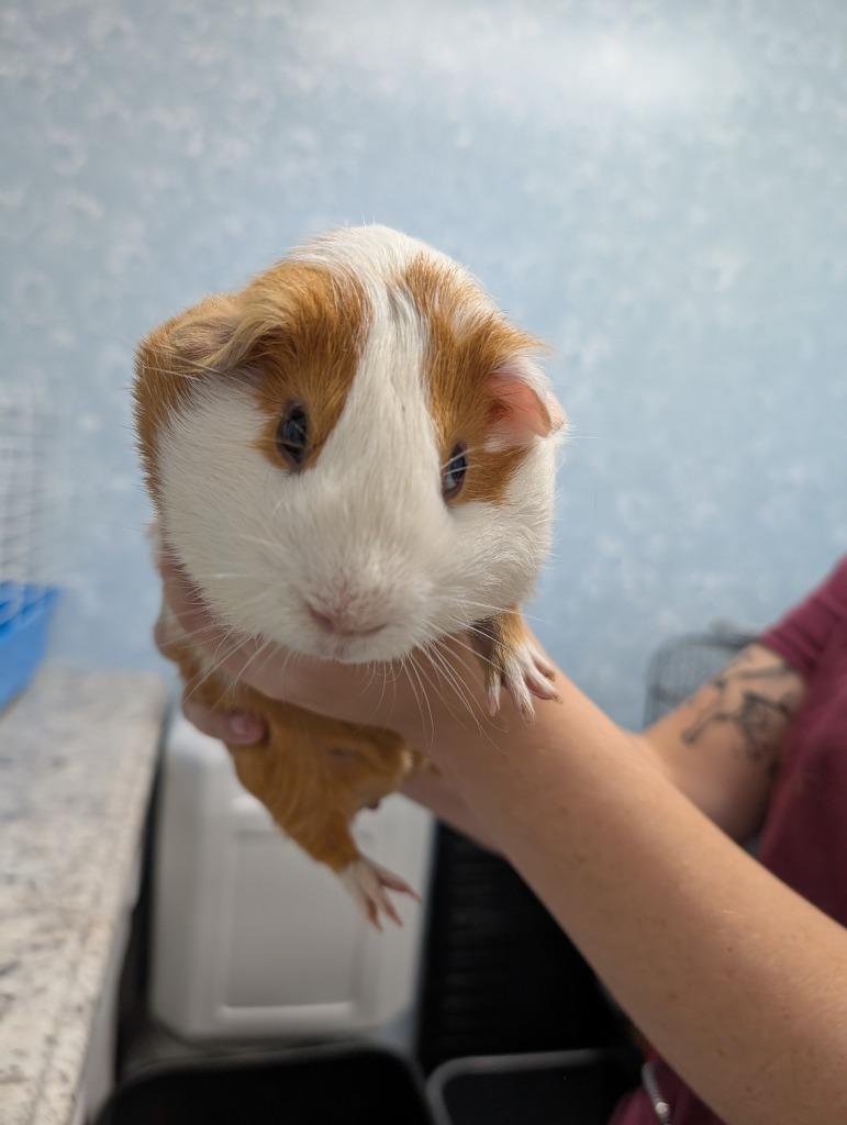 Enlarge Porky Pig, a Adoptable Guinea Pig in Fall River, MA image 1/1