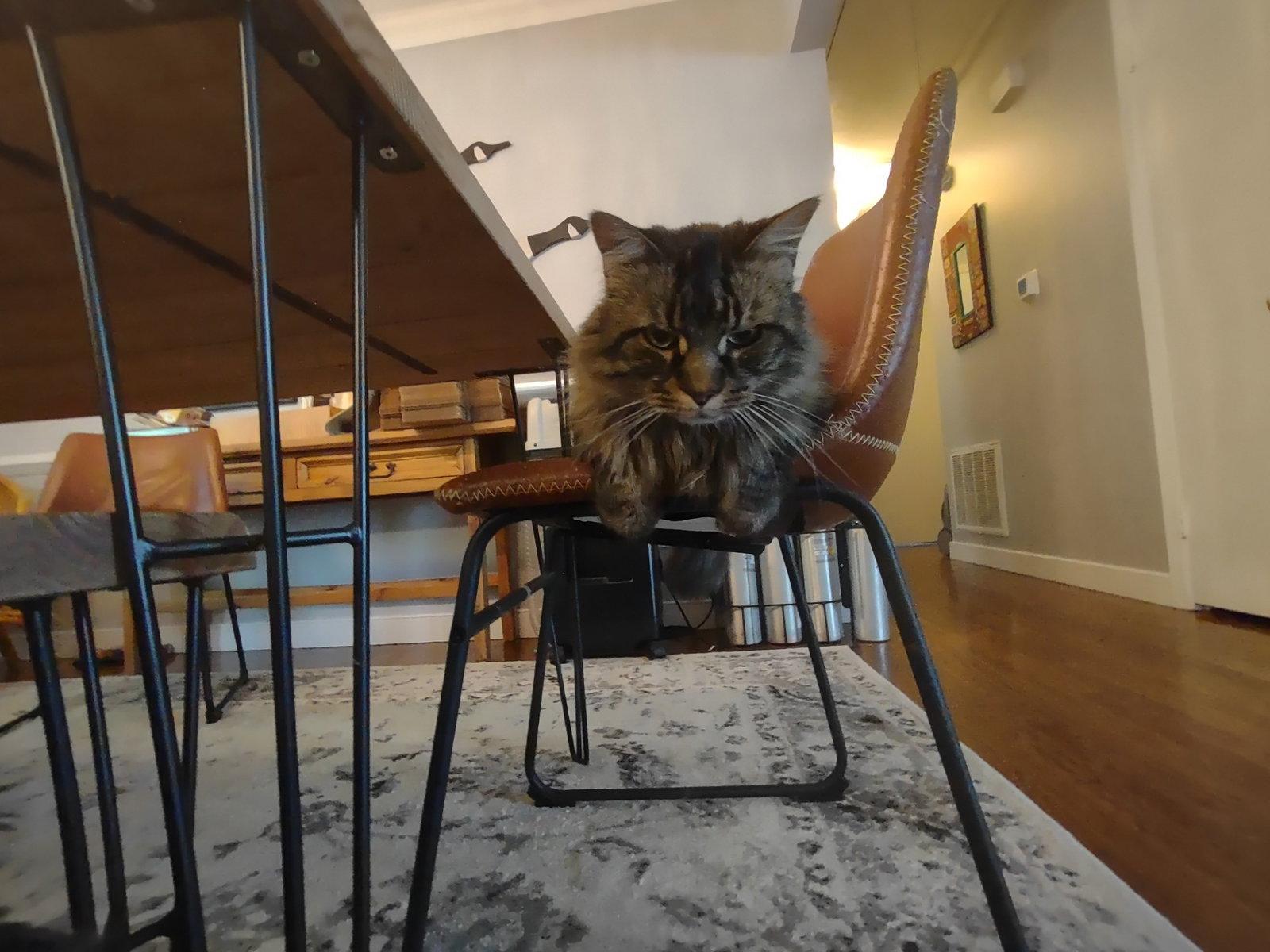 Kittyman Courtesy Post, Adoptable, Senior Male Maine Coon & Domestic Long Hair.