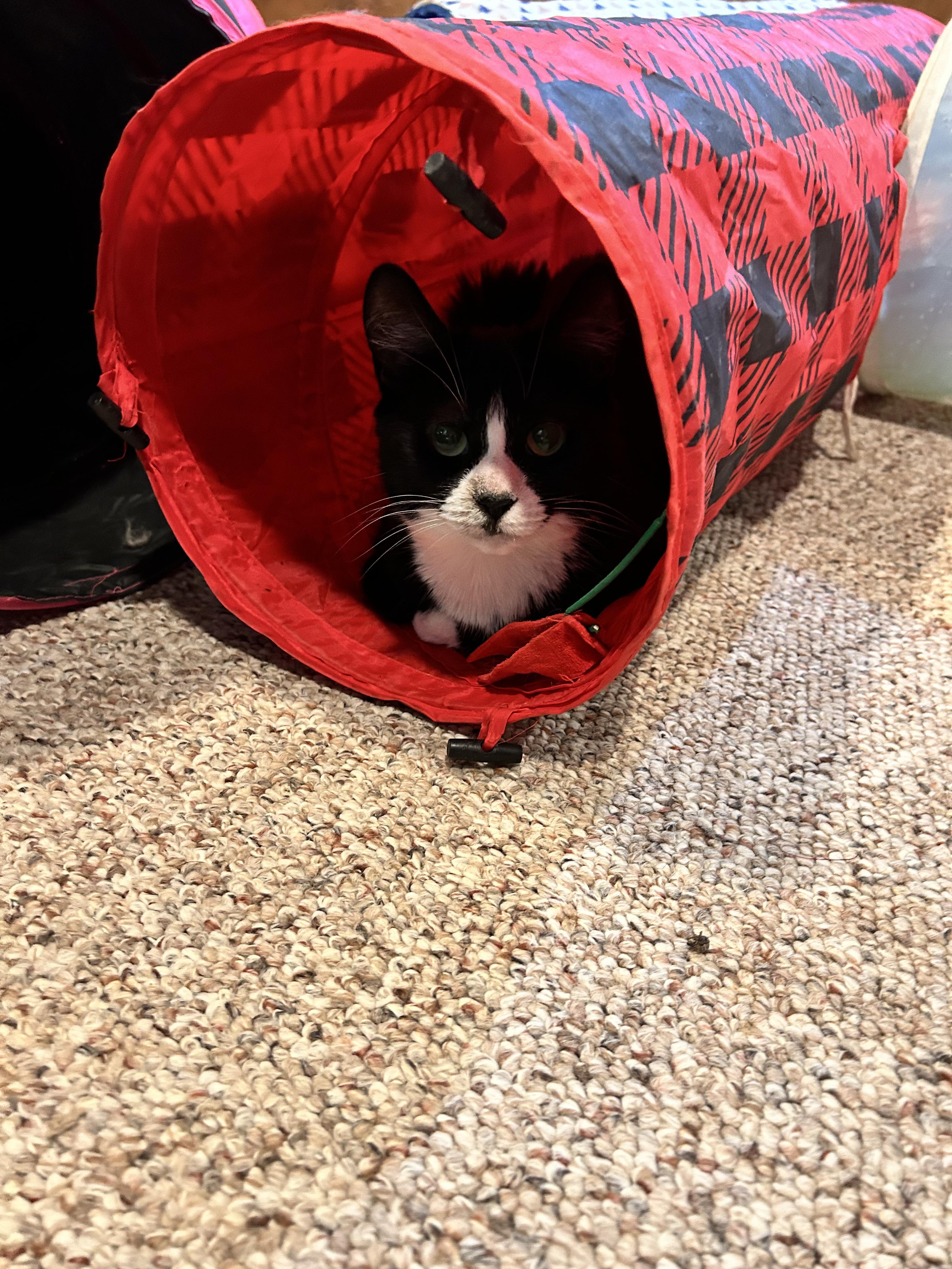 Enlarge Lola, a Adoptable mixed breed in Newark, NJ image 3/4