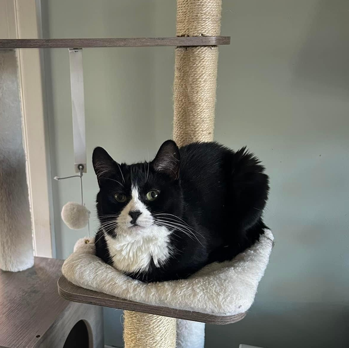 Lola, Adoptable, Adult Female Tuxedo & Domestic Short Hair.