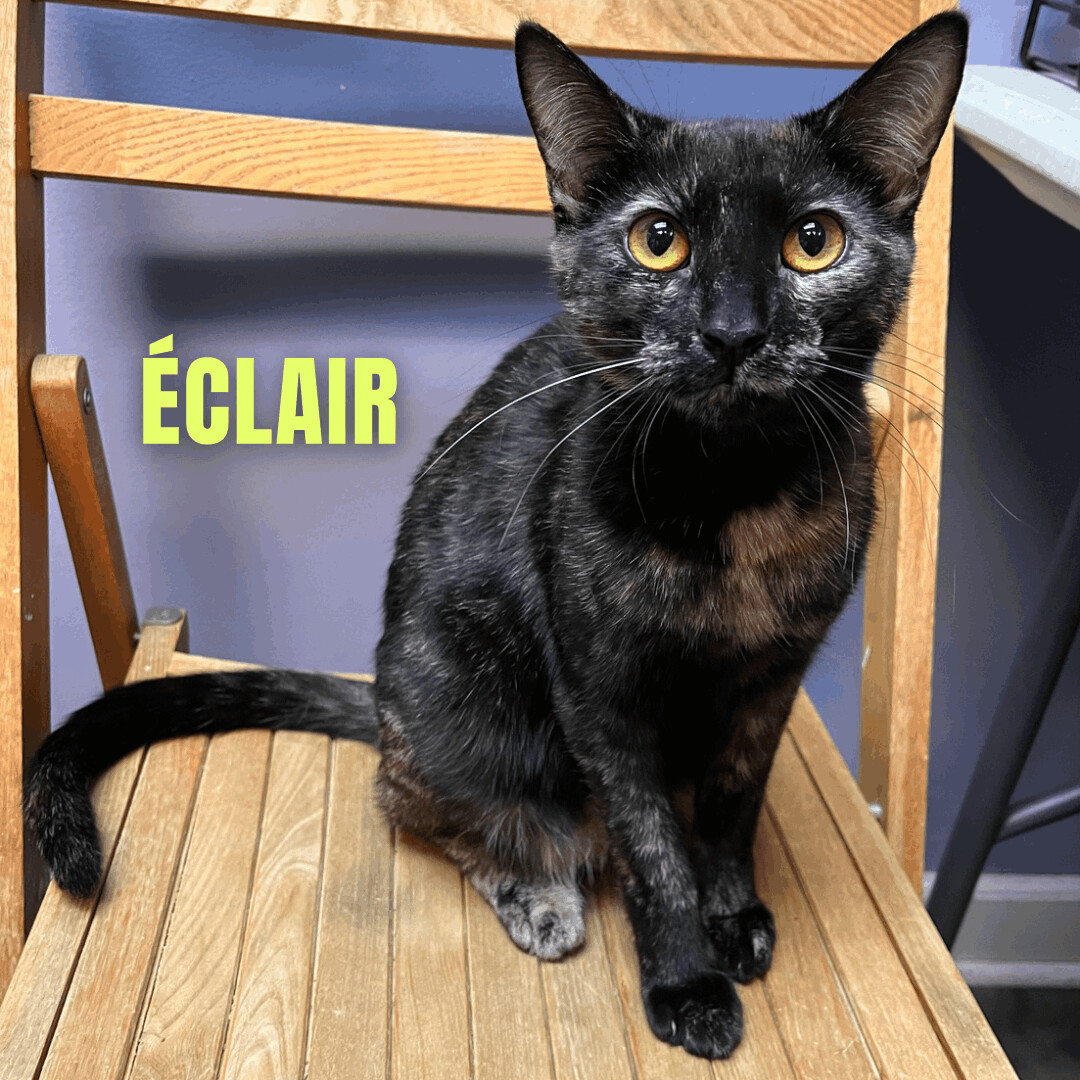 ECLAIR, a Adoptable Domestic Short Hair in Cape May, NJ image 1/11