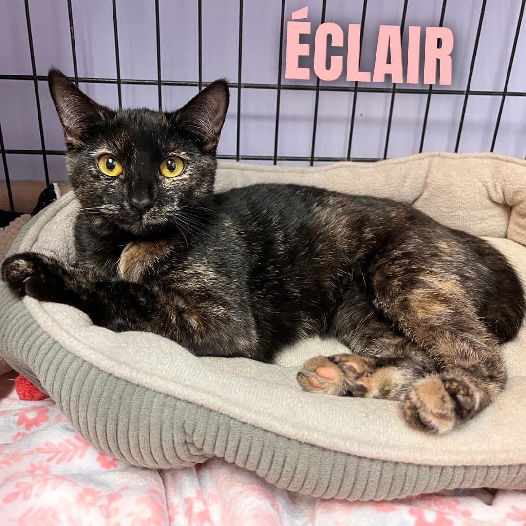 ECLAIR, a Adoptable Domestic Short Hair in Cape May, NJ image 2/11