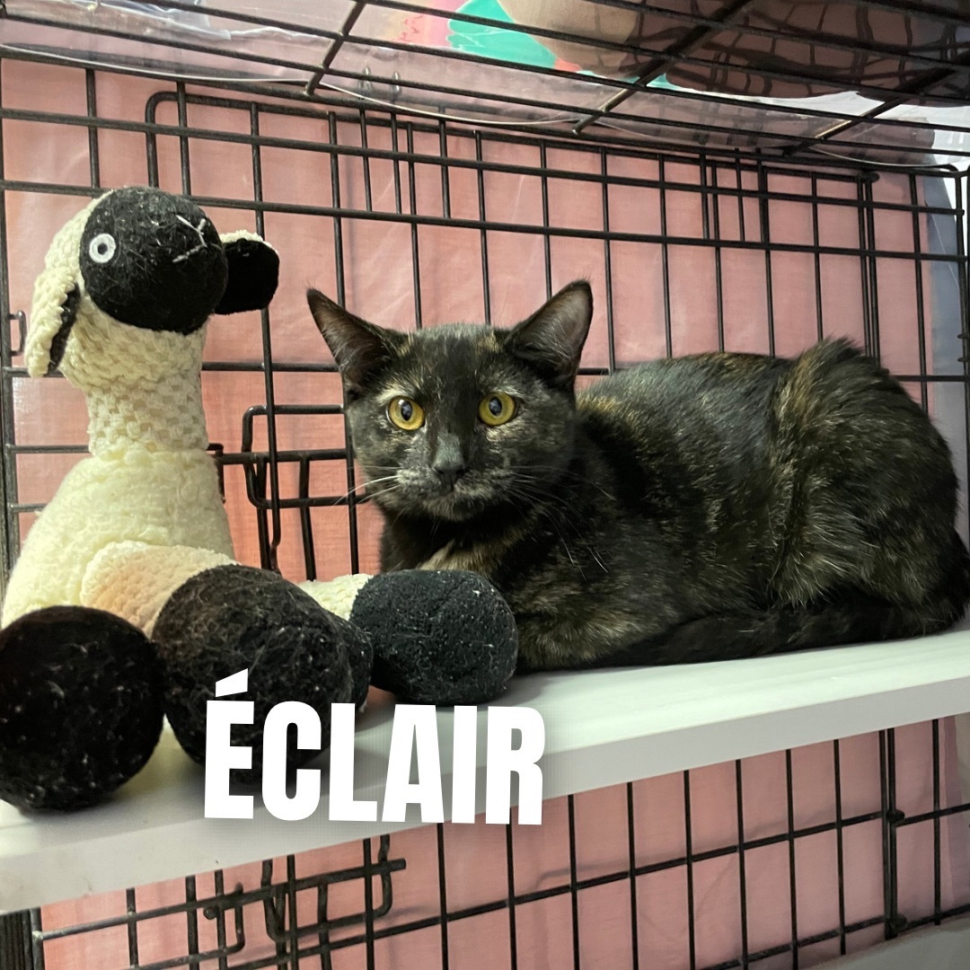 ECLAIR, a Adoptable Domestic Short Hair in Cape May, NJ image 3/11