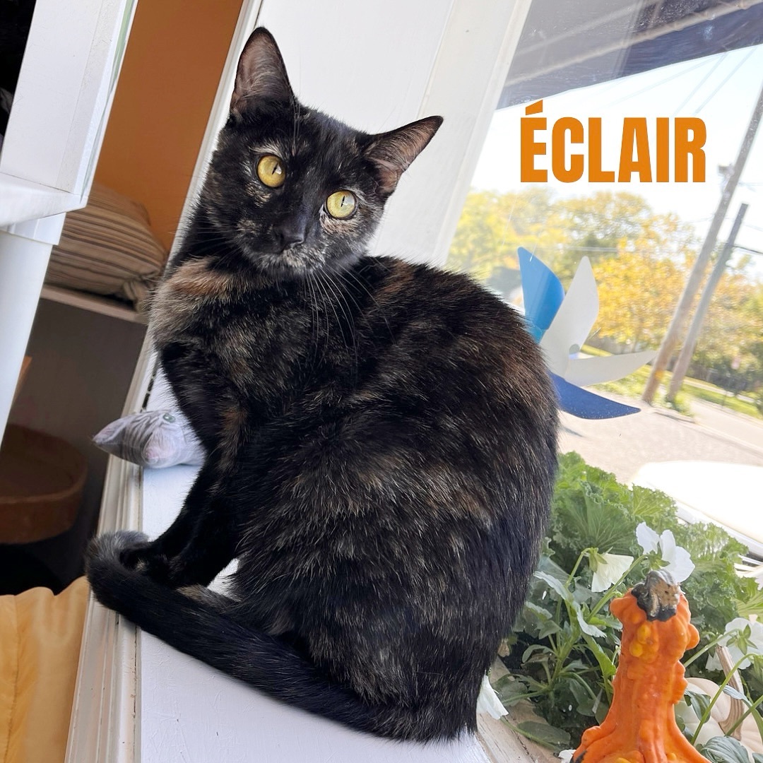 ECLAIR, a Adoptable Domestic Short Hair in Cape May, NJ image 4/11