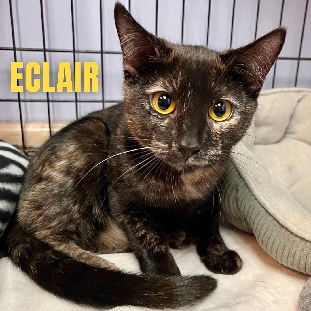 ECLAIR, a Adoptable Domestic Short Hair in Cape May, NJ image 5/11