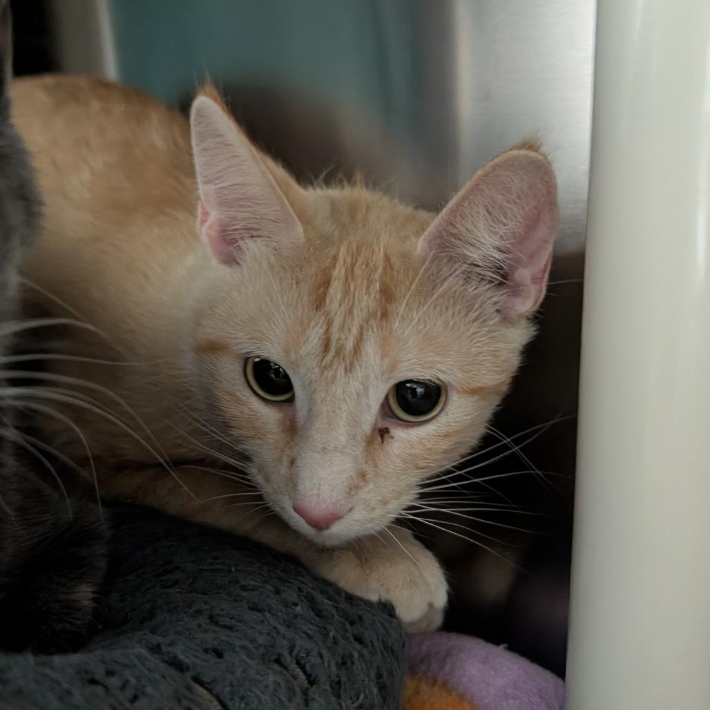 Enlarge Holland, a Adoptable Domestic Short Hair in Detroit Lakes, MN image 1/2