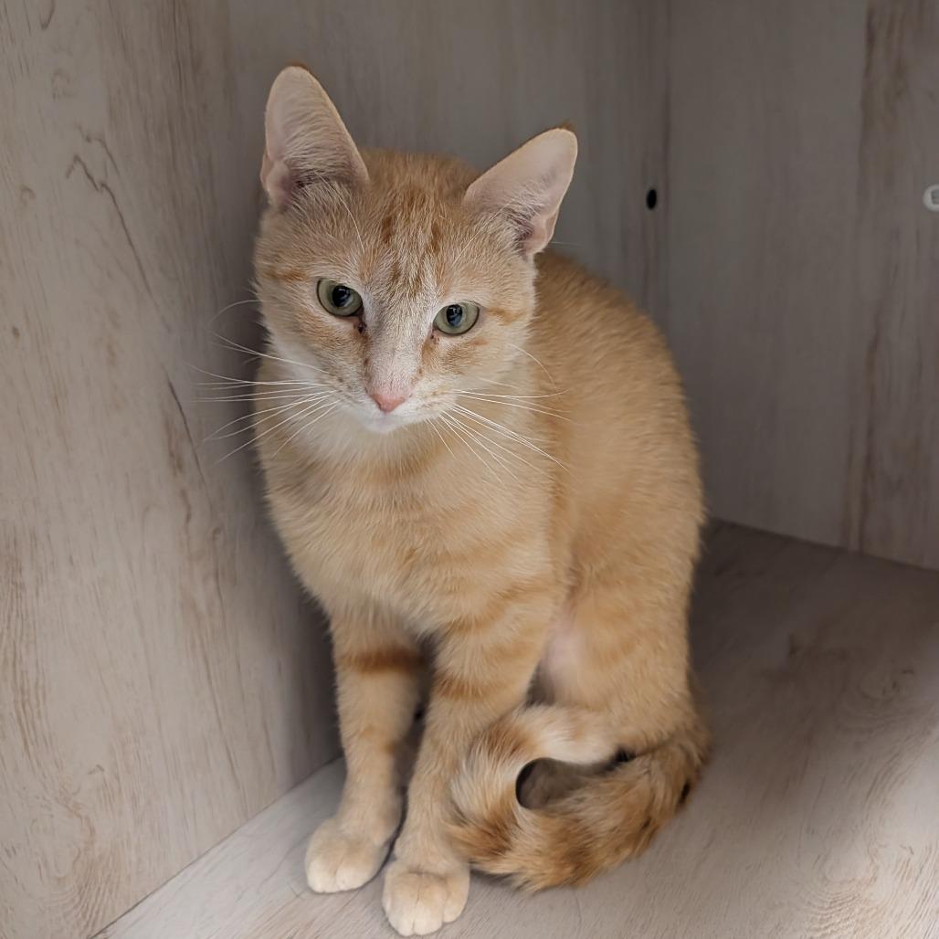 Enlarge Holland, a Adoptable Domestic Short Hair in Detroit Lakes, MN image 2/3