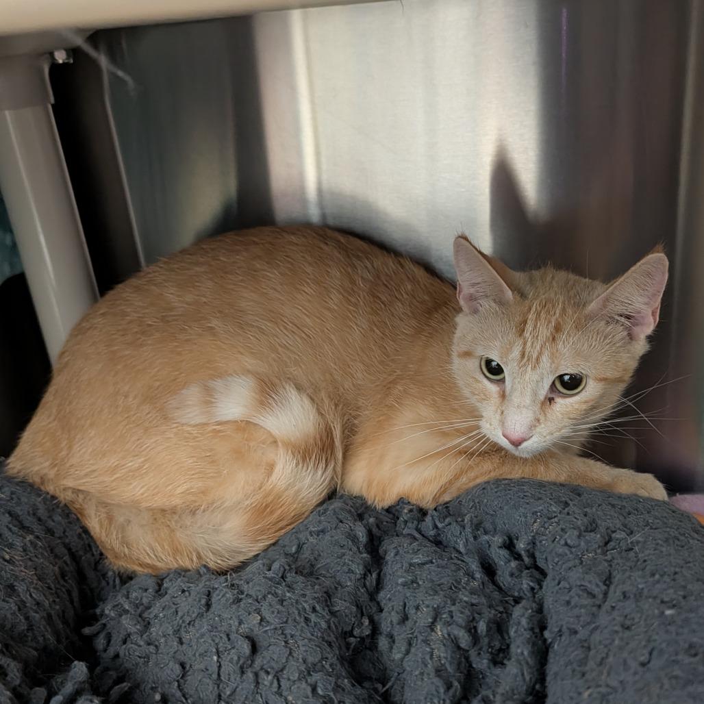 Enlarge Holland, a Adoptable Domestic Short Hair in Detroit Lakes, MN image 2/2