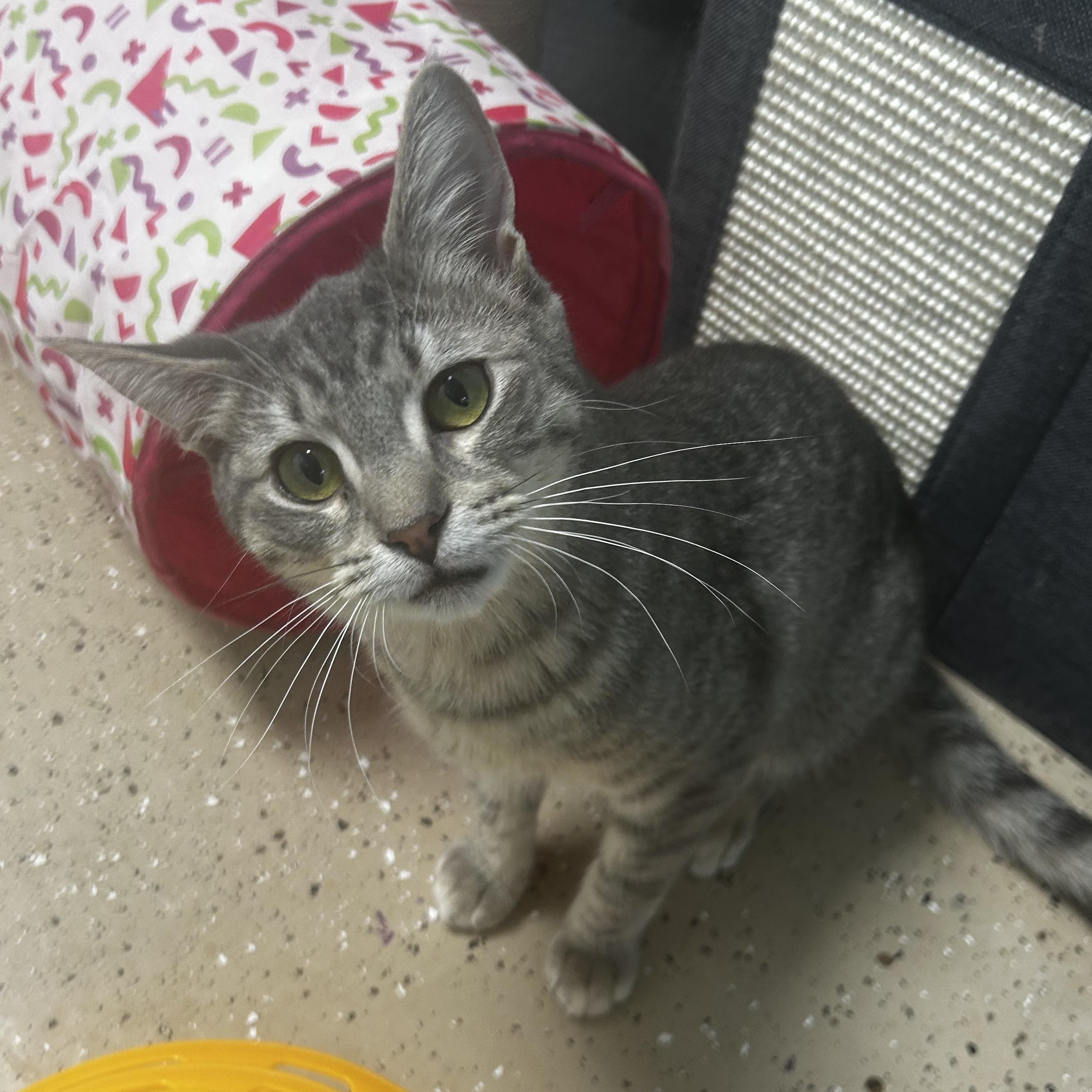 Bubbles, a Adoptable Tabby in Grand Rapids, MI image 4/6