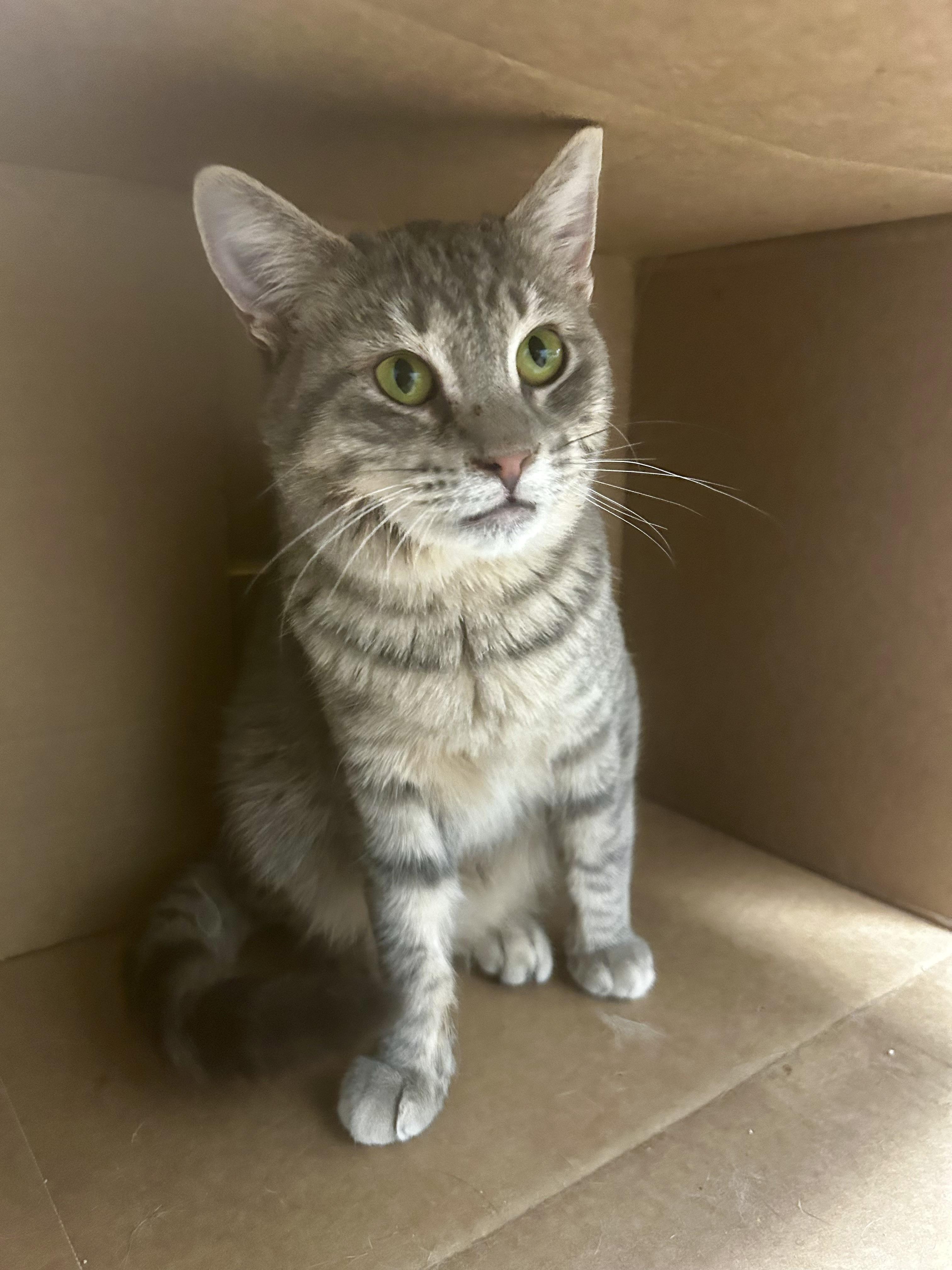 Enlarge Bubbles, a Adoptable Tabby in Grand Rapids, MI image 5/6