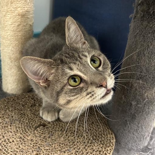 Bubbles, Adoptable, Adult Female Tabby.