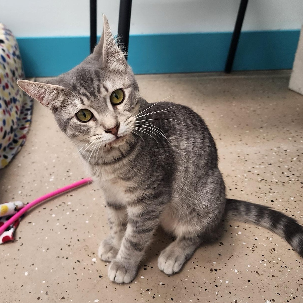 Bubbles, a Adoptable Tabby in Grand Rapids, MI image 6/6