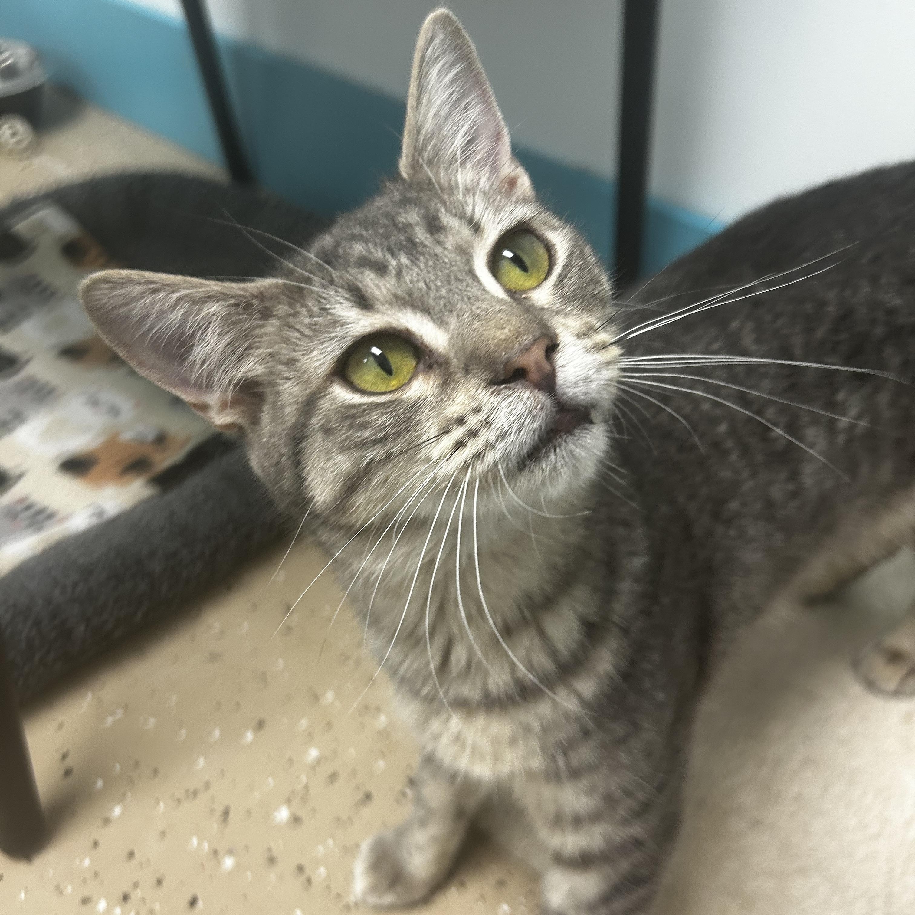 Bubbles, a Adoptable Tabby in Grand Rapids, MI image 3/6