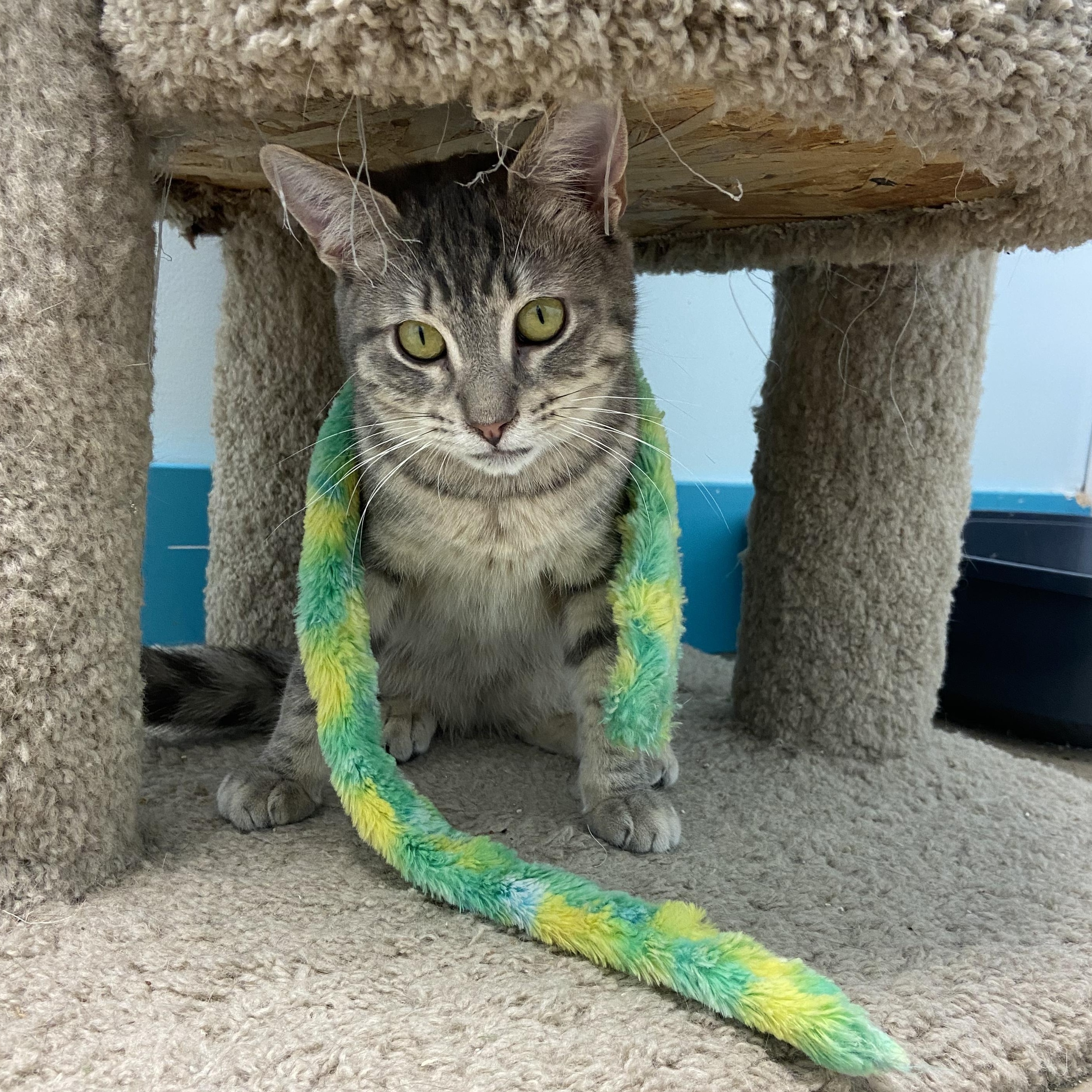 Bubbles, a Adoptable Tabby in Grand Rapids, MI image 5/6