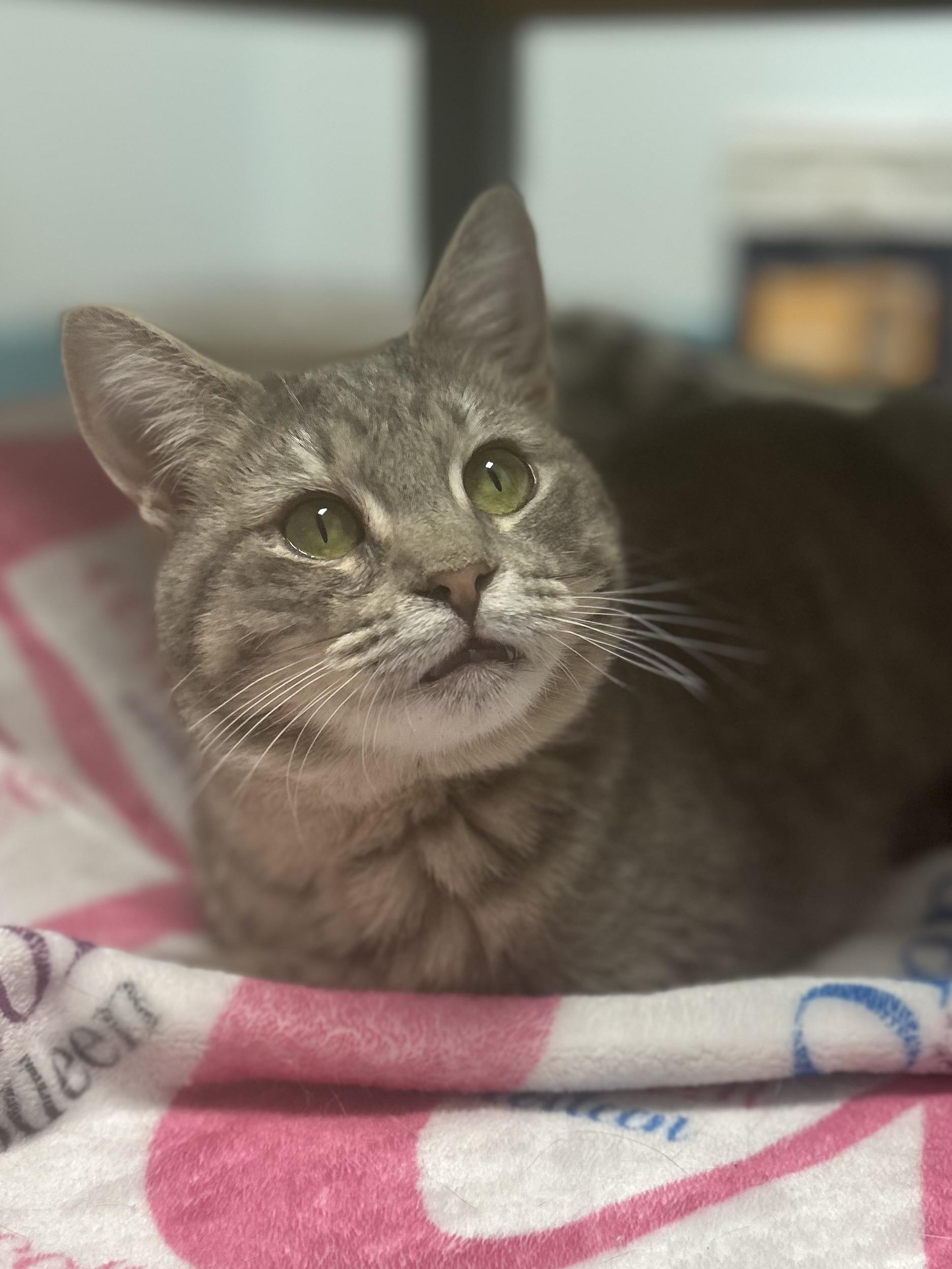 Enlarge Bubbles, a Adoptable Tabby in Grand Rapids, MI image 6/6