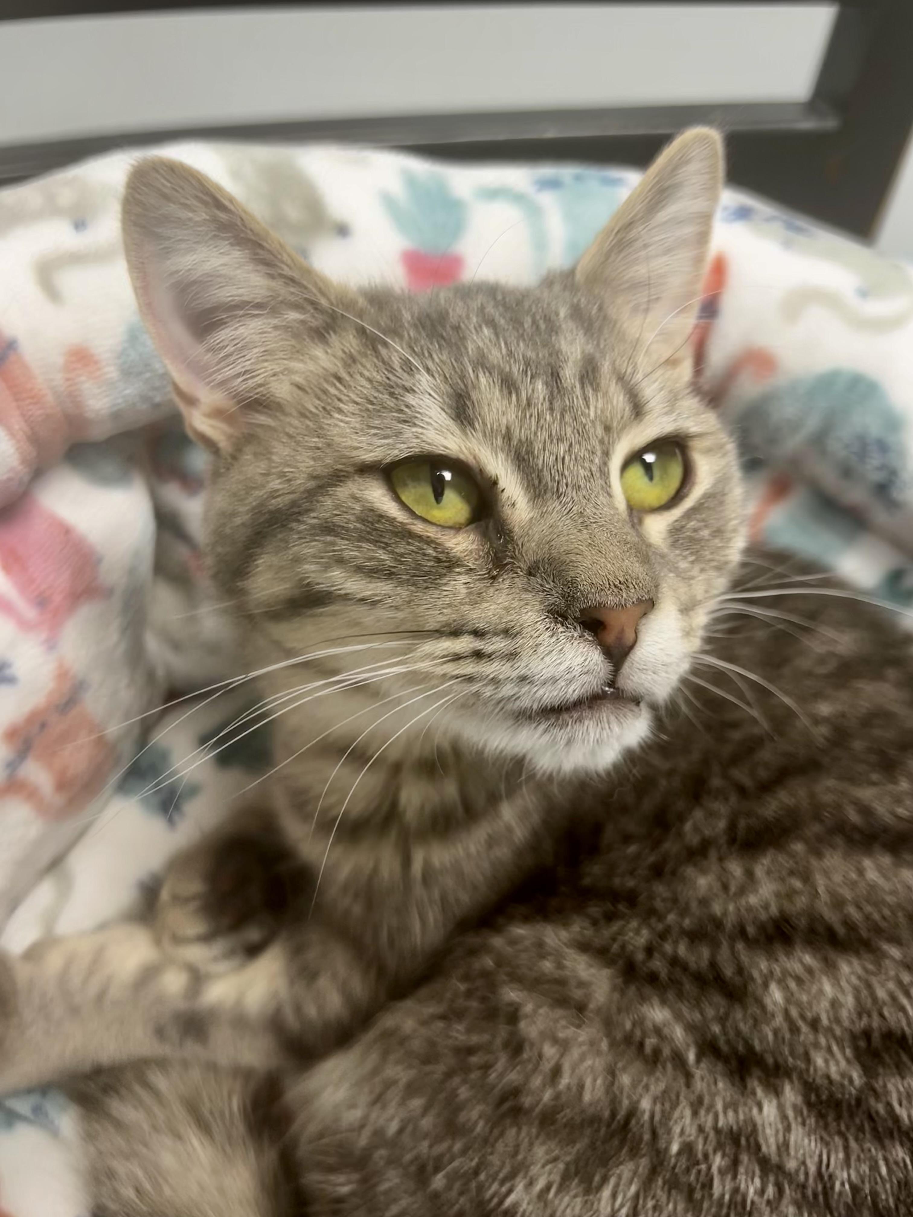 Bubbles, Adoptable, Young Female Tabby.