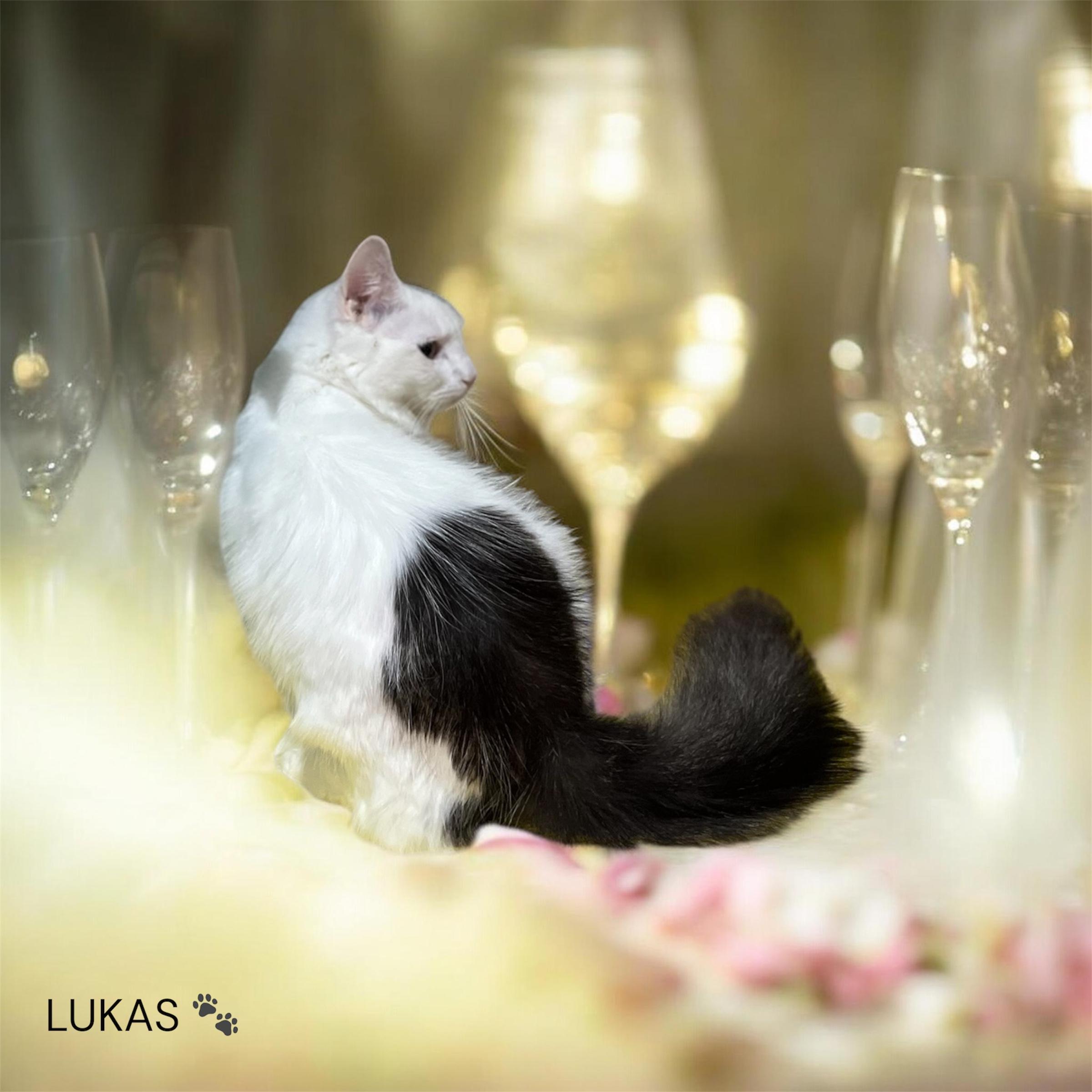 Enlarge Lukas, an adopted mixed breed in North Bergen, NJ image 2/2