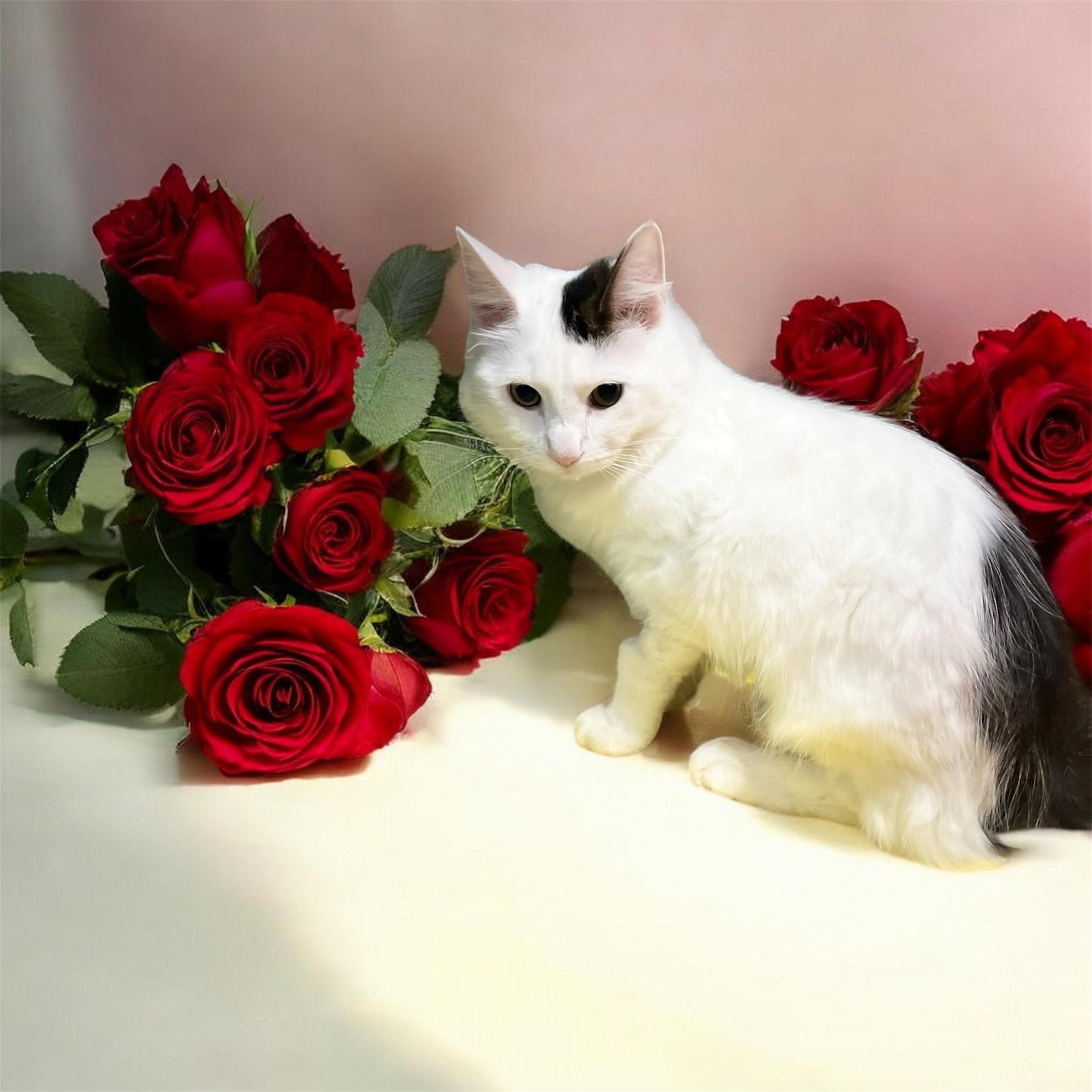 Lukas, adopted, Young Male Cymric.