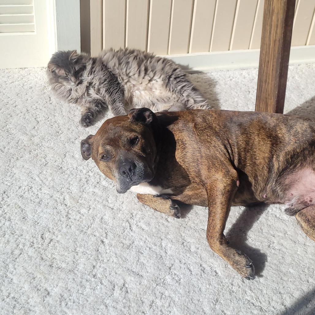 Hank, Adoptable, Senior Male Pit Bull Terrier.