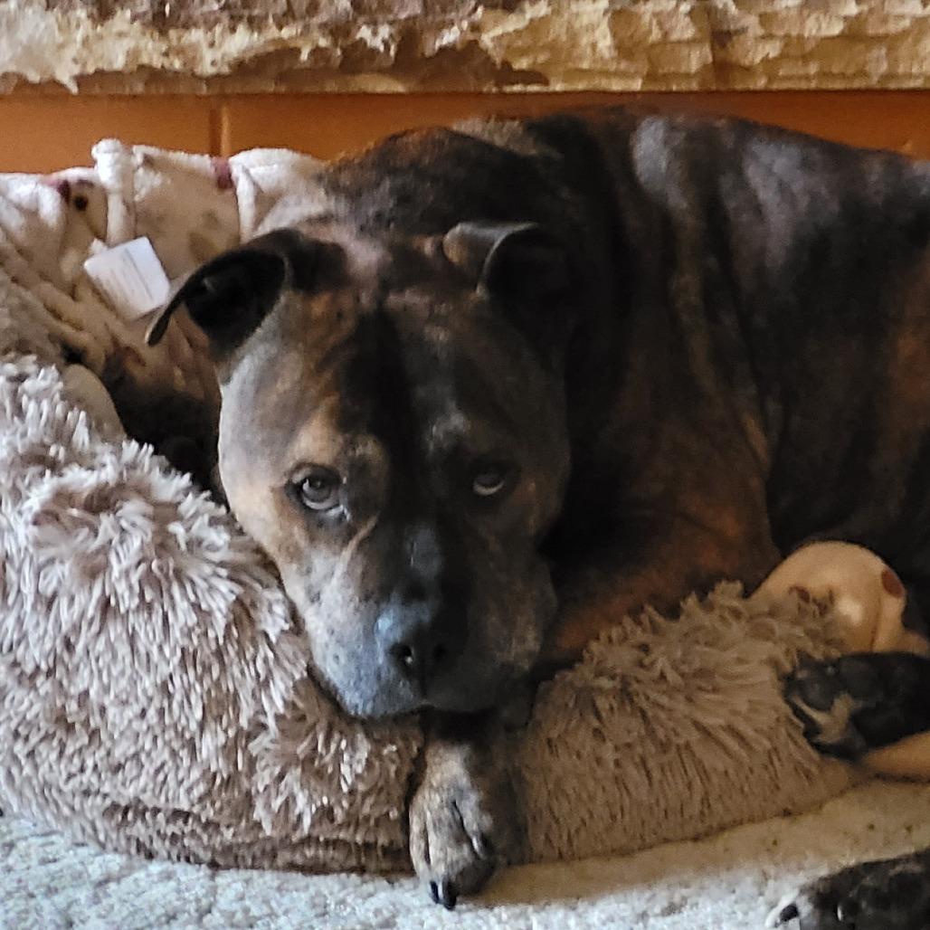 Enlarge Hank, a Adoptable mixed breed in Sullivan, IL image 2/4