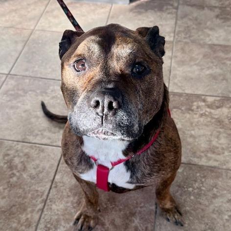 Enlarge Hank, a Adoptable mixed breed in Sullivan, IL image 3/4