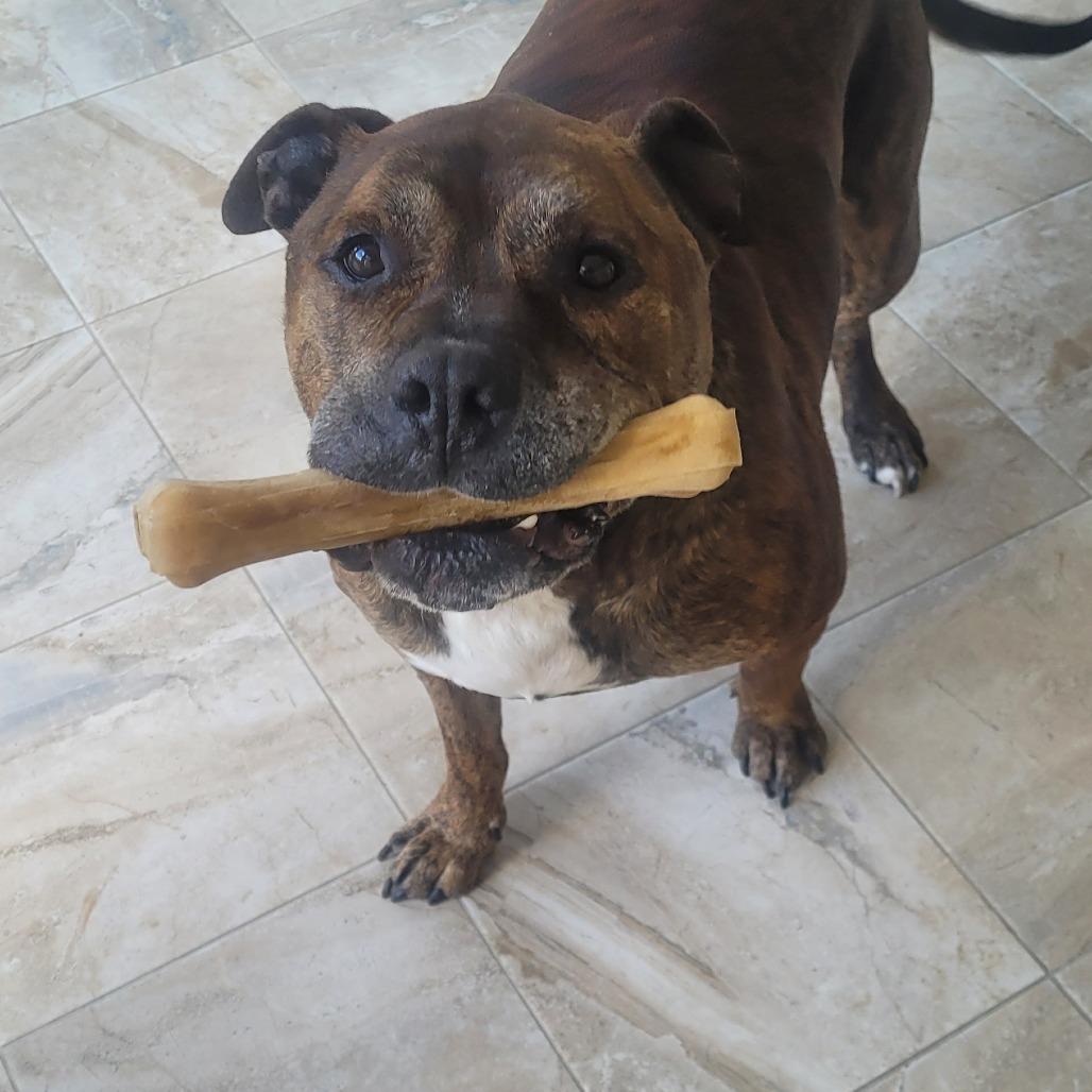 Enlarge Hank, a Adoptable mixed breed in Sullivan, IL image 4/4