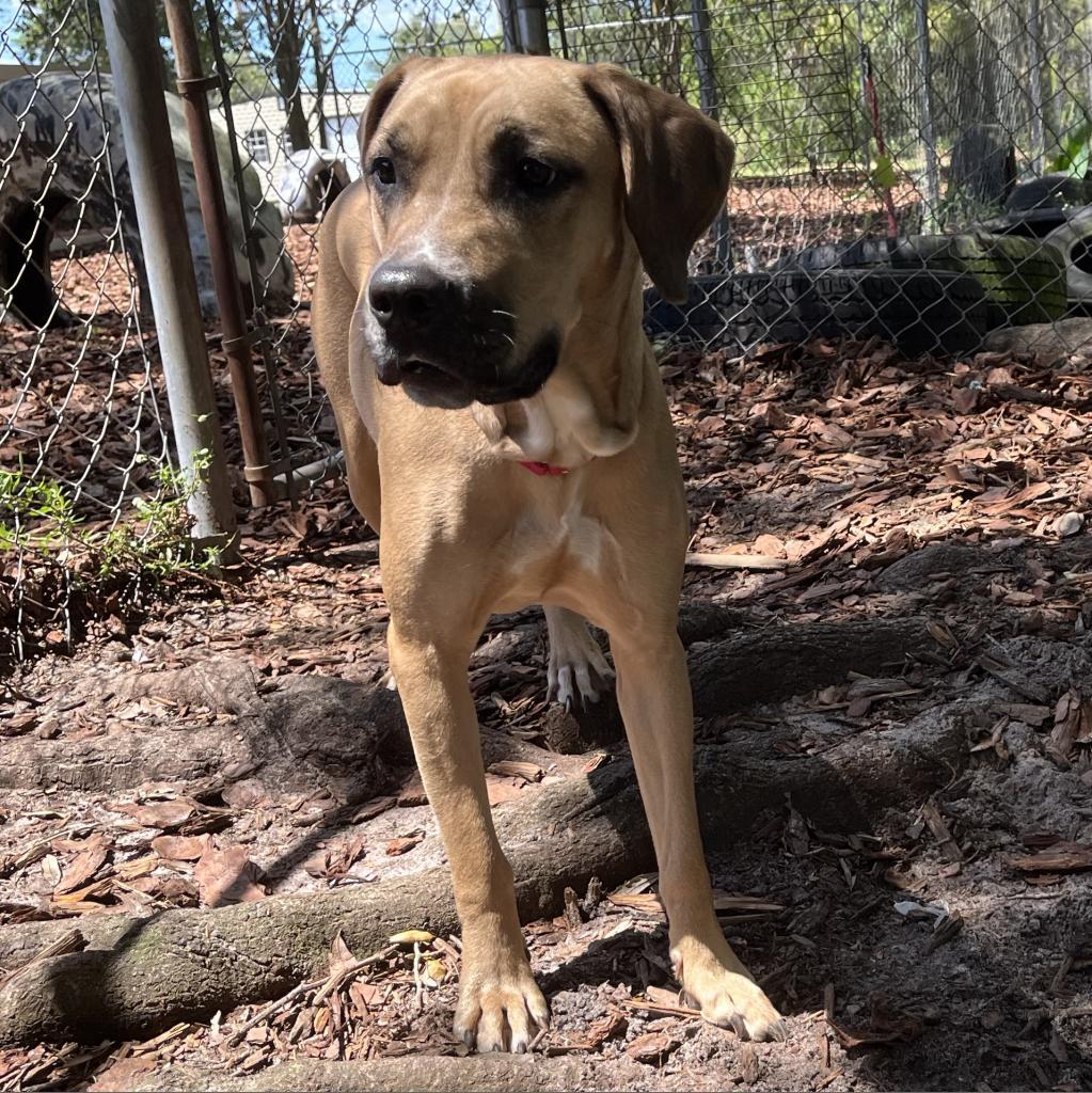 Rae, a Adoptable mixed breed in Titusville, FL image 1/4
