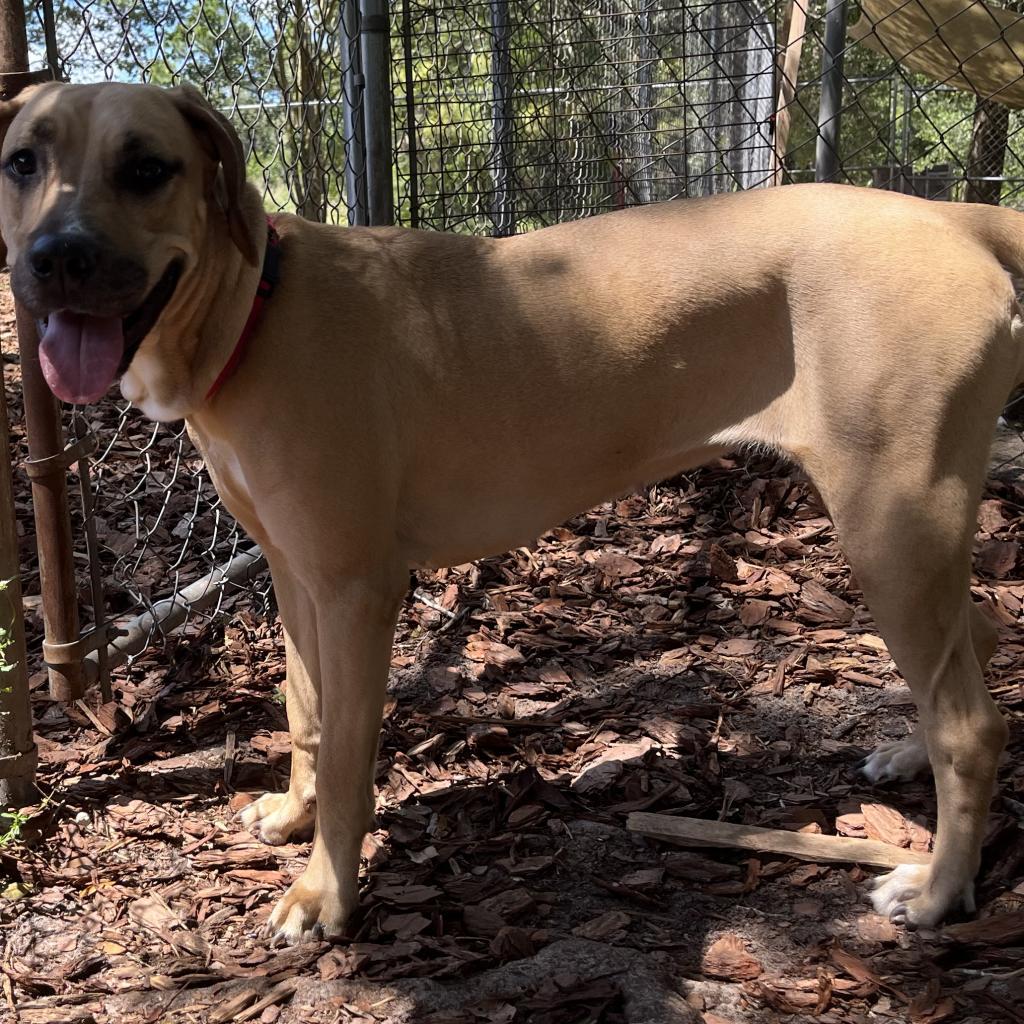 Rae, a Adoptable mixed breed in Titusville, FL image 2/4