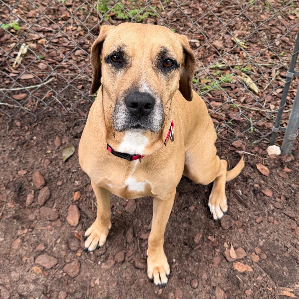 Rae, a Adoptable mixed breed in Titusville, FL image 3/4