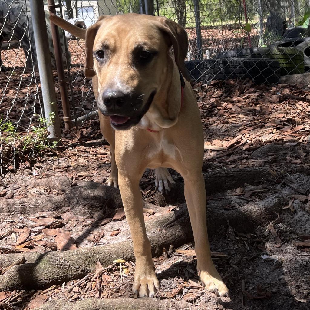 Rae, a Adoptable mixed breed in Titusville, FL image 4/4