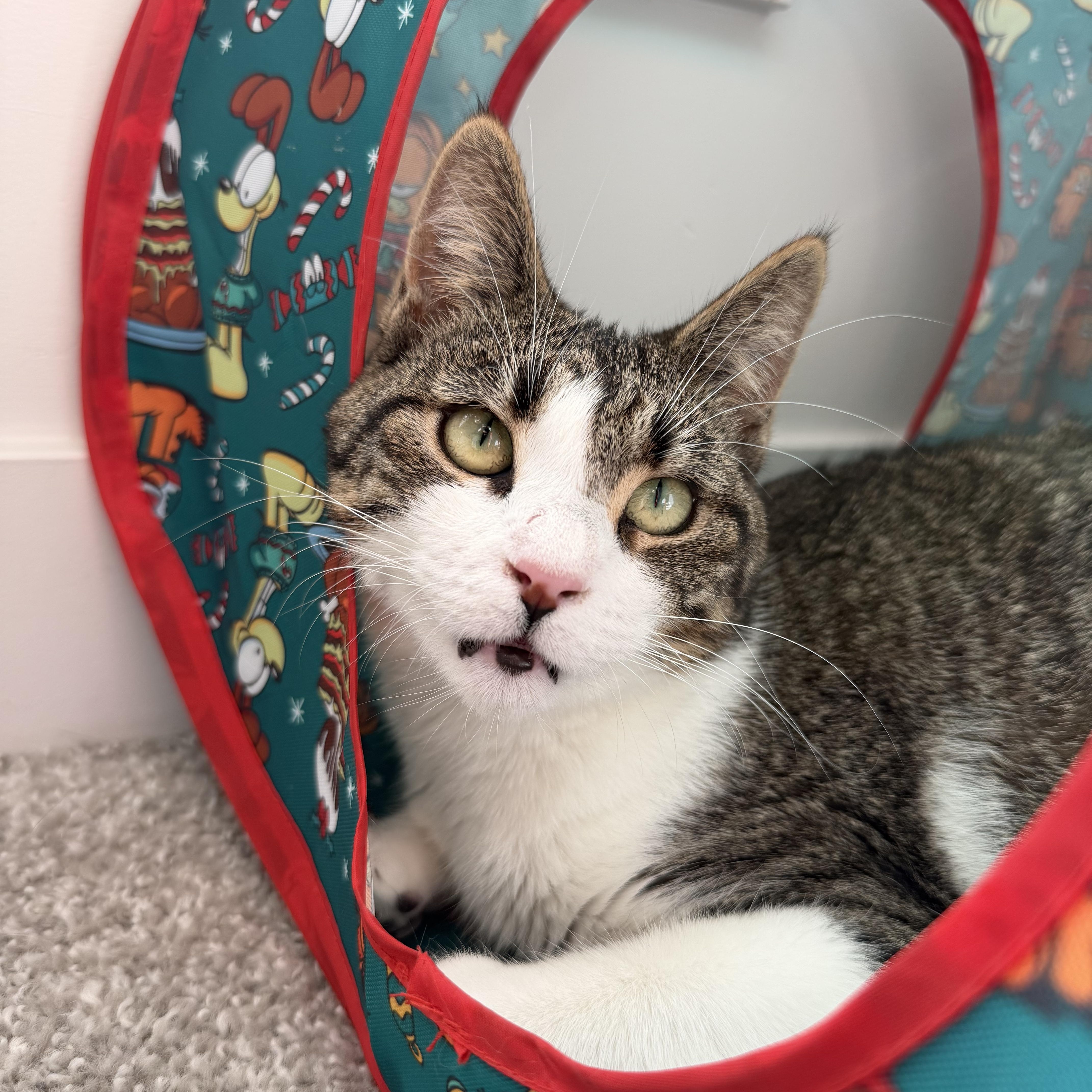 Rizzo, Adoptable, Young Female Domestic Short Hair & Tabby.